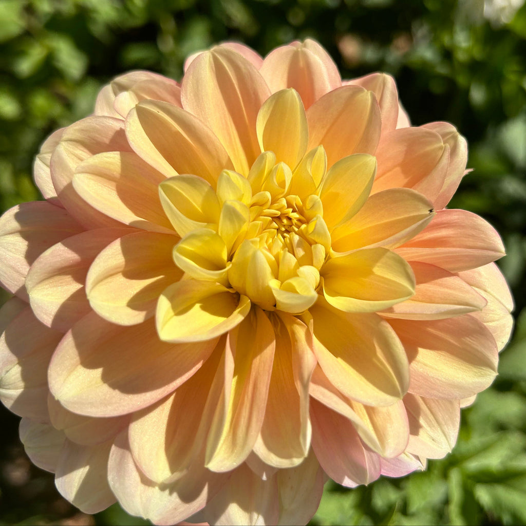 Close-up of a light pink and yellow flower with a blurred green background