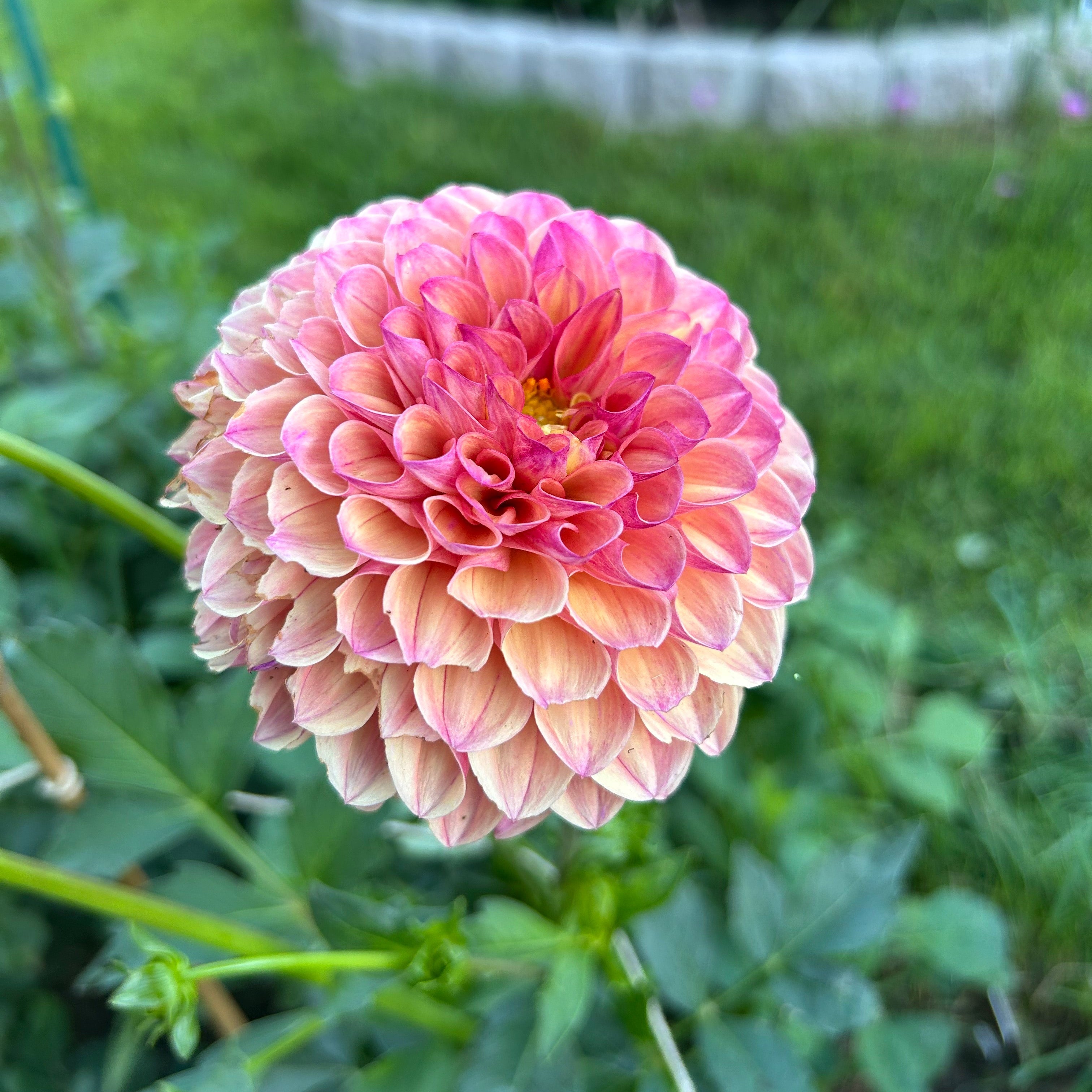 Close-up of a pink and light orange dahlia with green leaves in the background