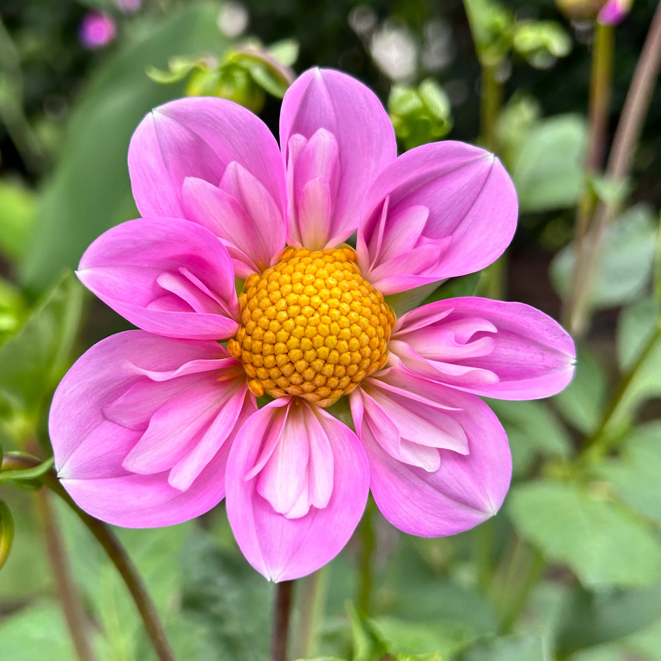 Close-up of a pink dahlia bloom with a yellow center surrounded by green leaves.