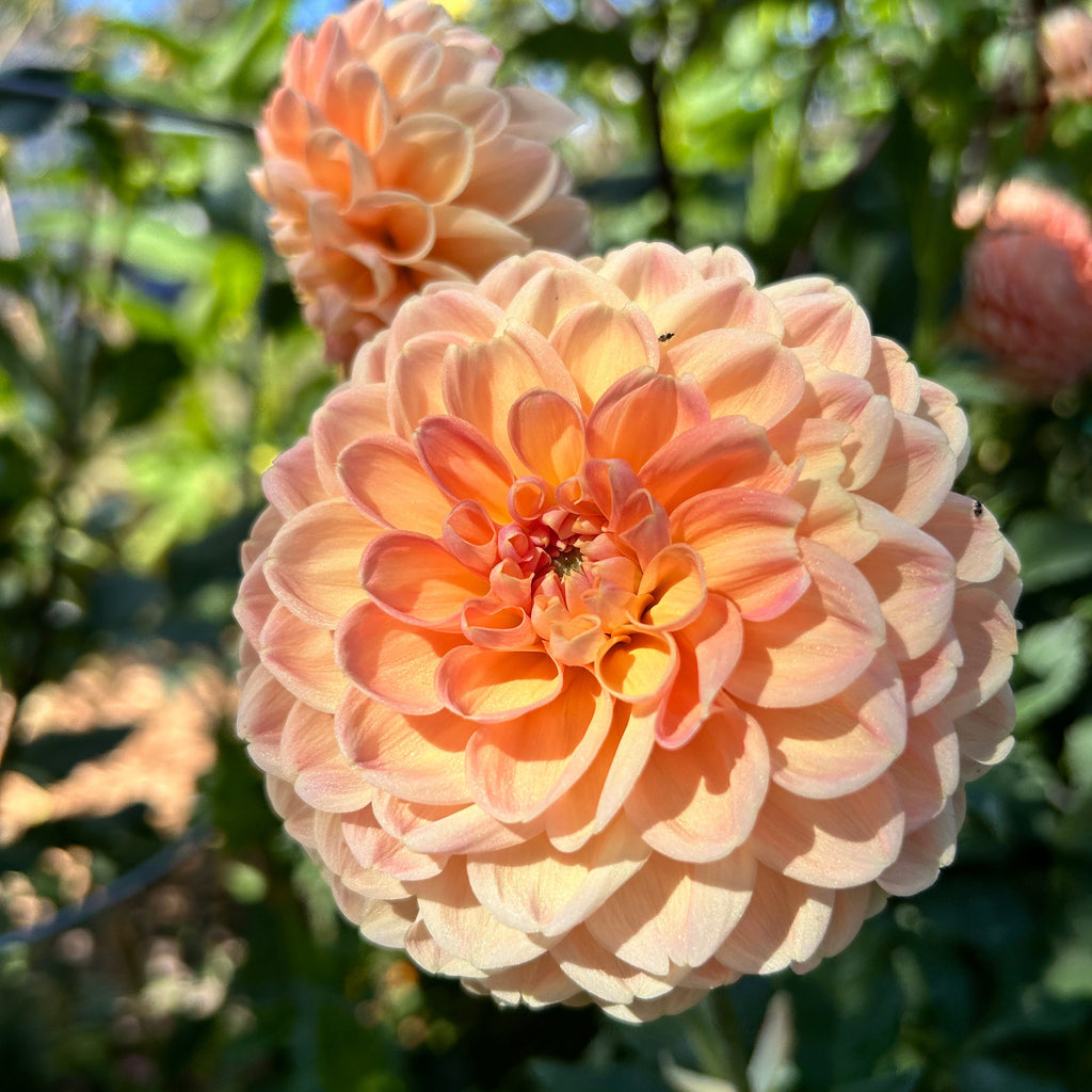 Close-up of a peach-colored flower with green foliage in the background