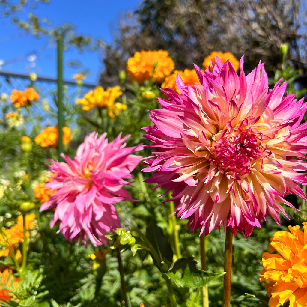 Pink and yellow dahlia flowers in a garden with a blue sky.