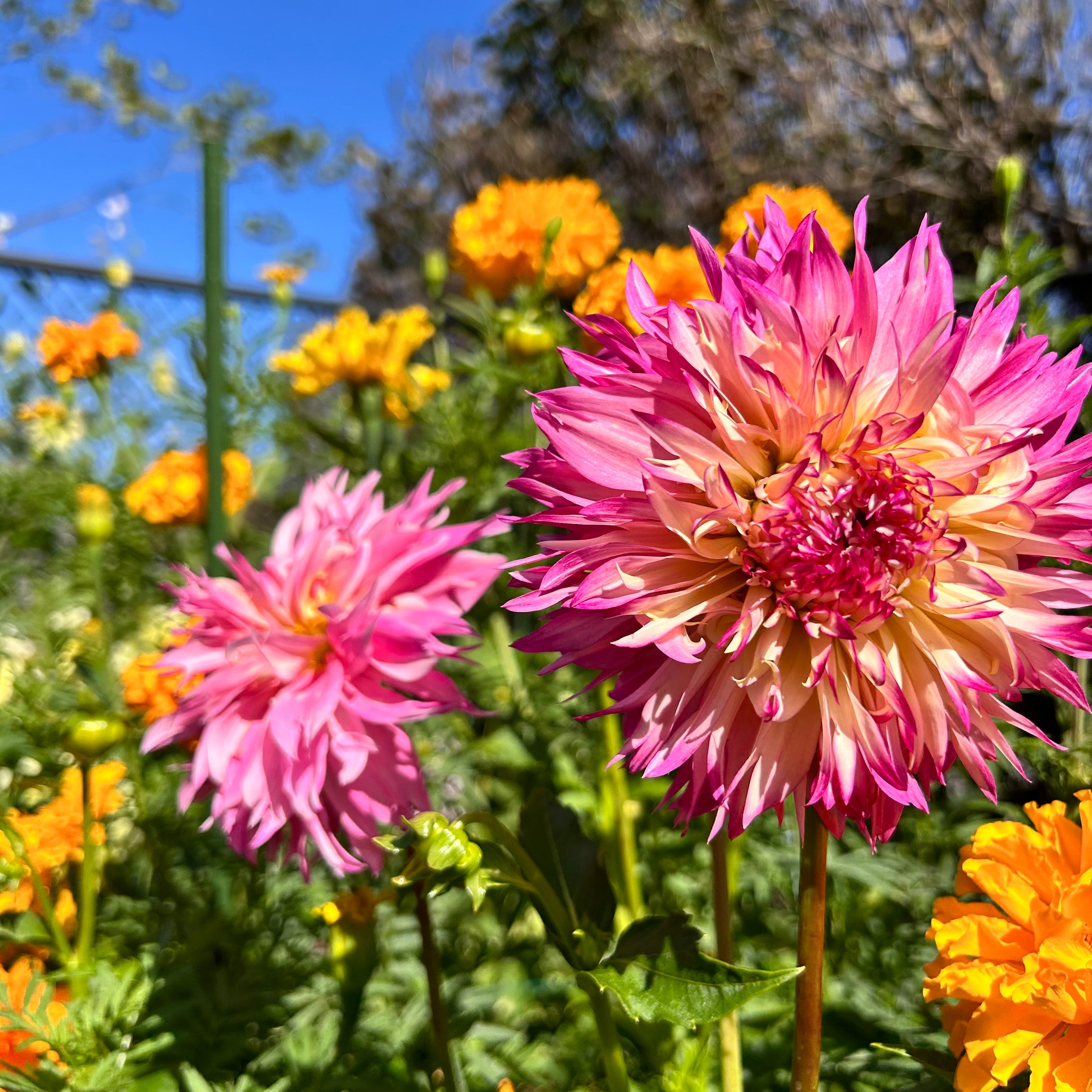 Pink and yellow dahlia flowers in a garden with a blue sky.