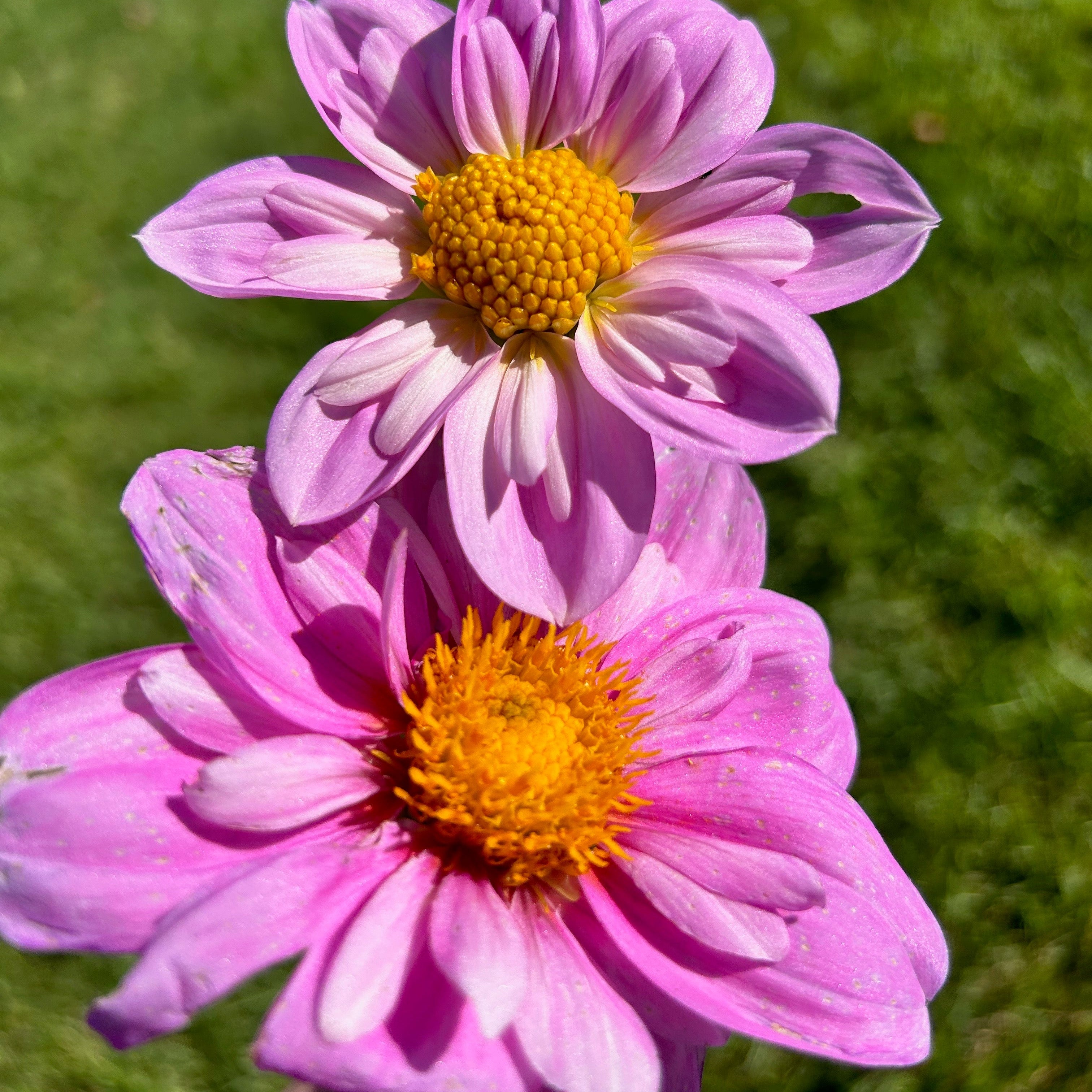 Two pink dahlias with yellow centers on a blurred green grass background