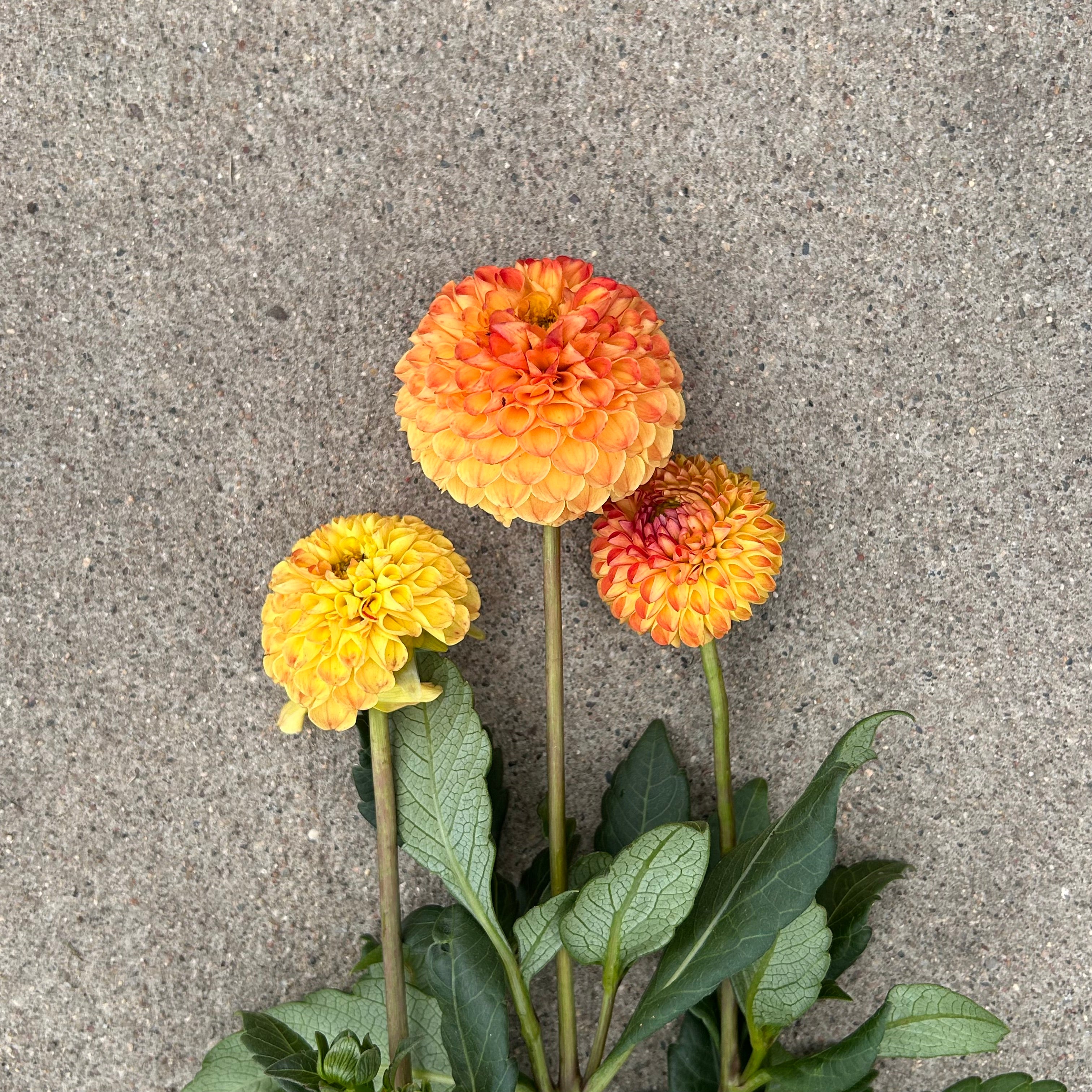 Three orange and yellow flowers on a gray concrete surface