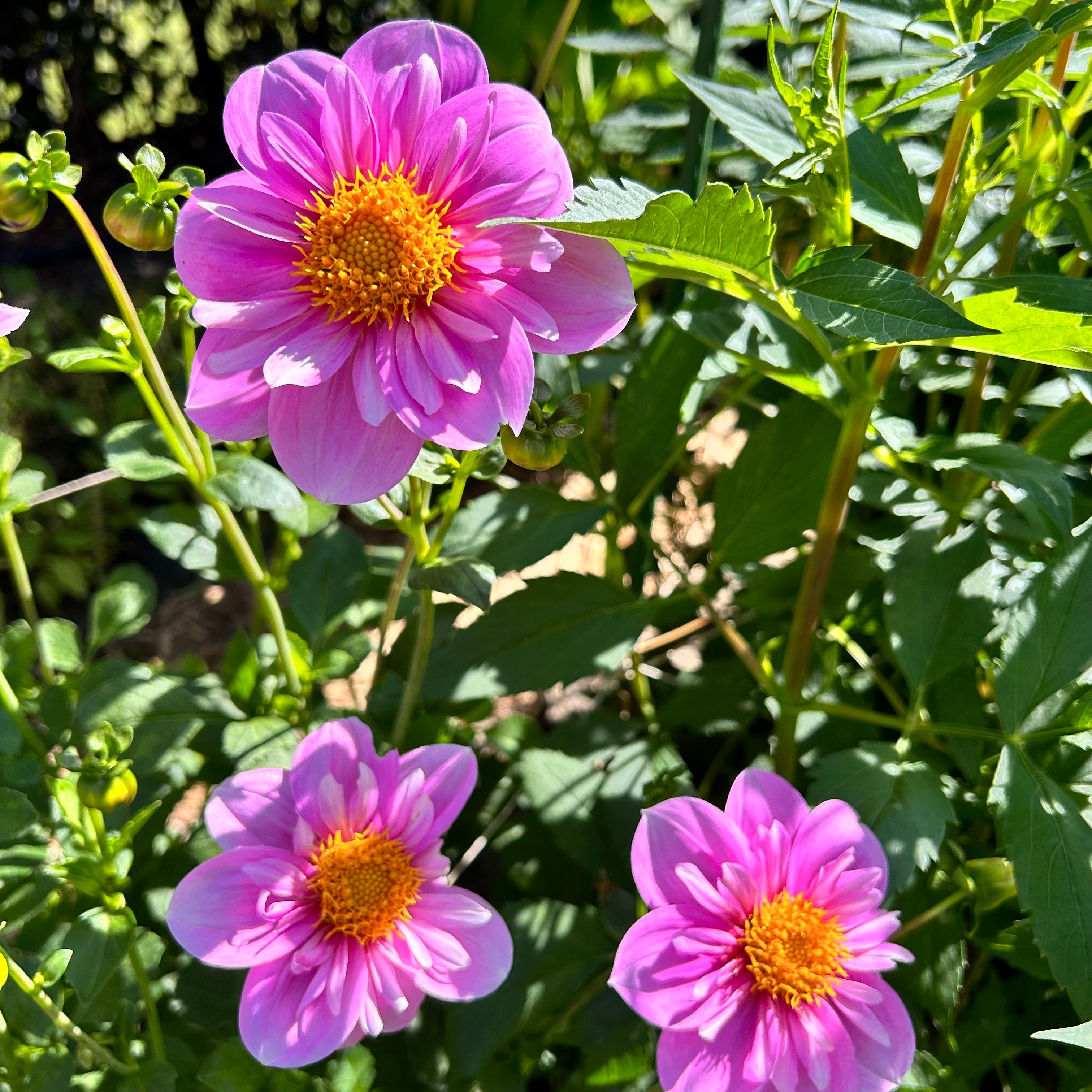 Three pink dahlias with yellow centers in a garden setting