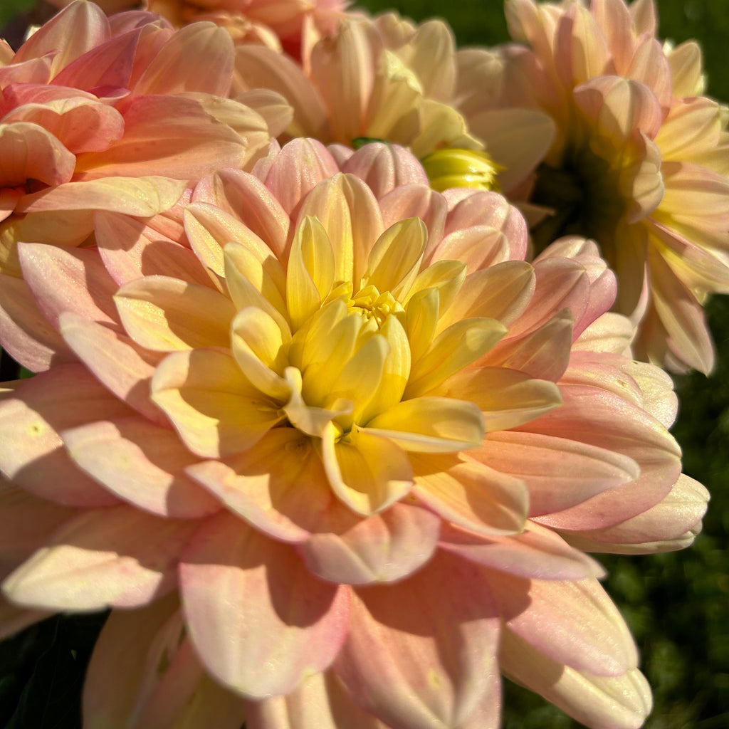 Close-up of pink and yellow dahlia flowers with a blurred green background