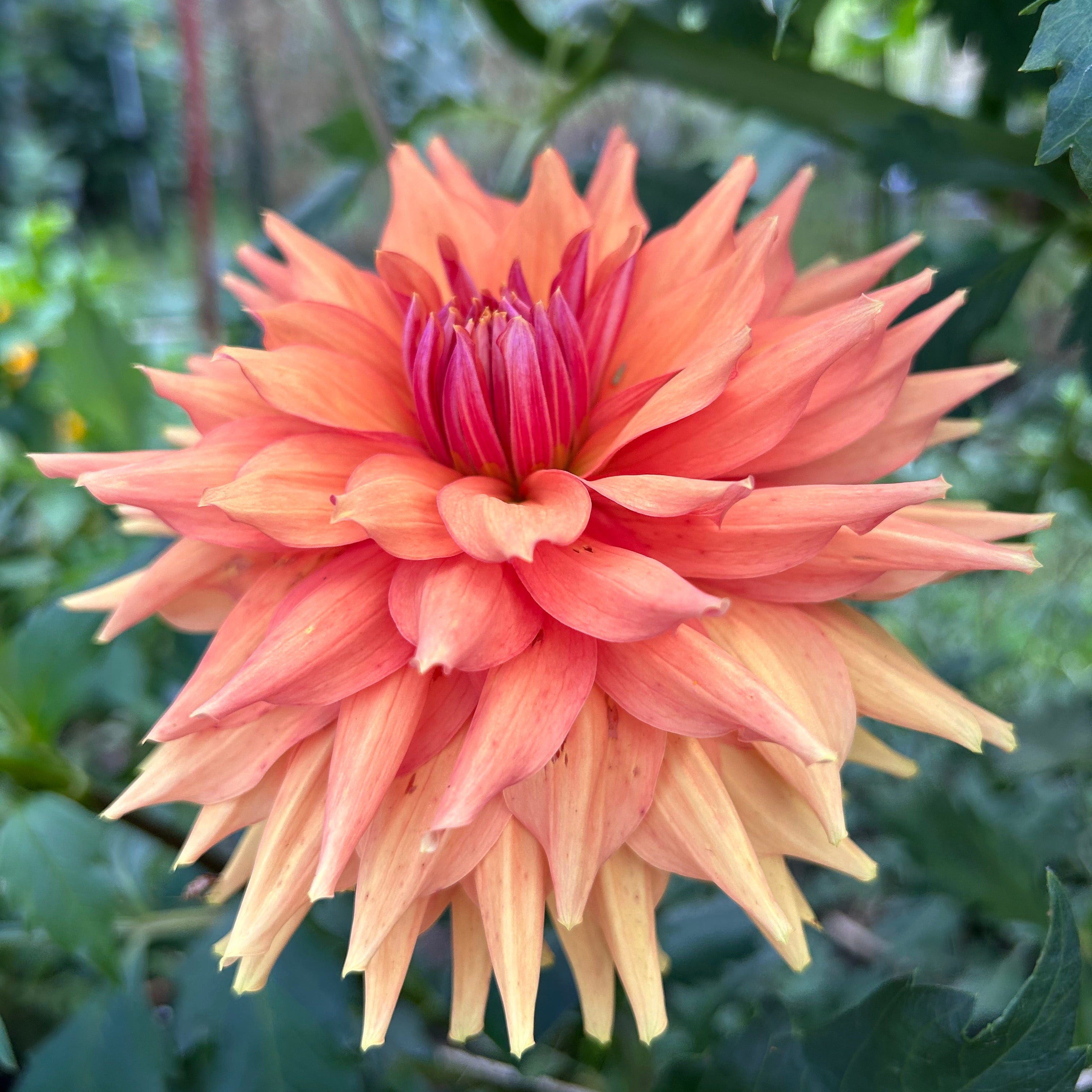 Peach-colored dahlia flower with a green background