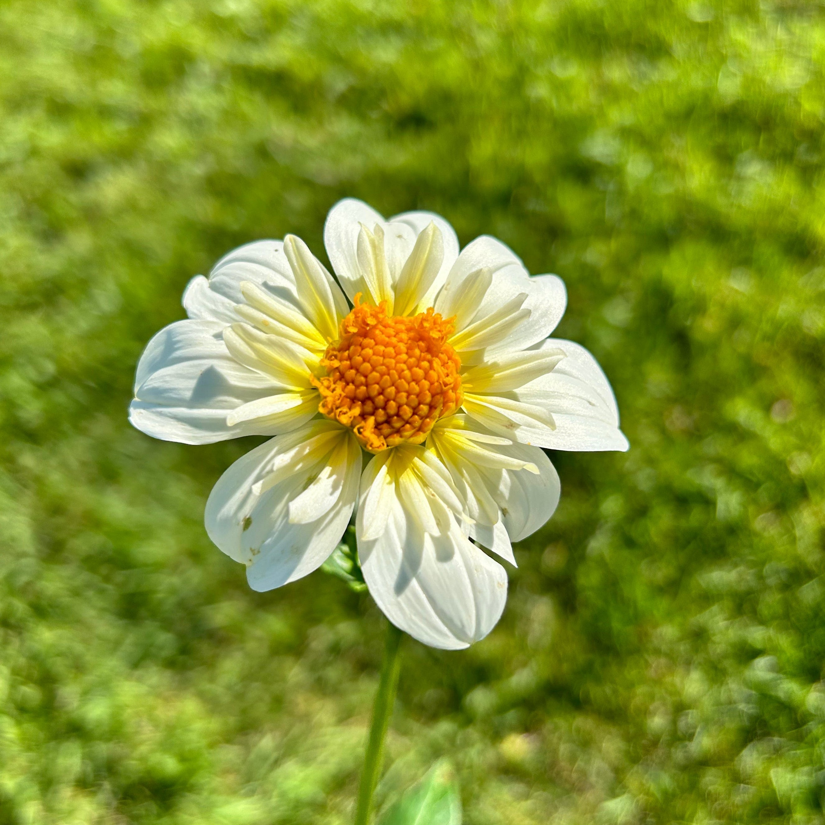 White dahlia flower with a yellow center on a blurred green background
