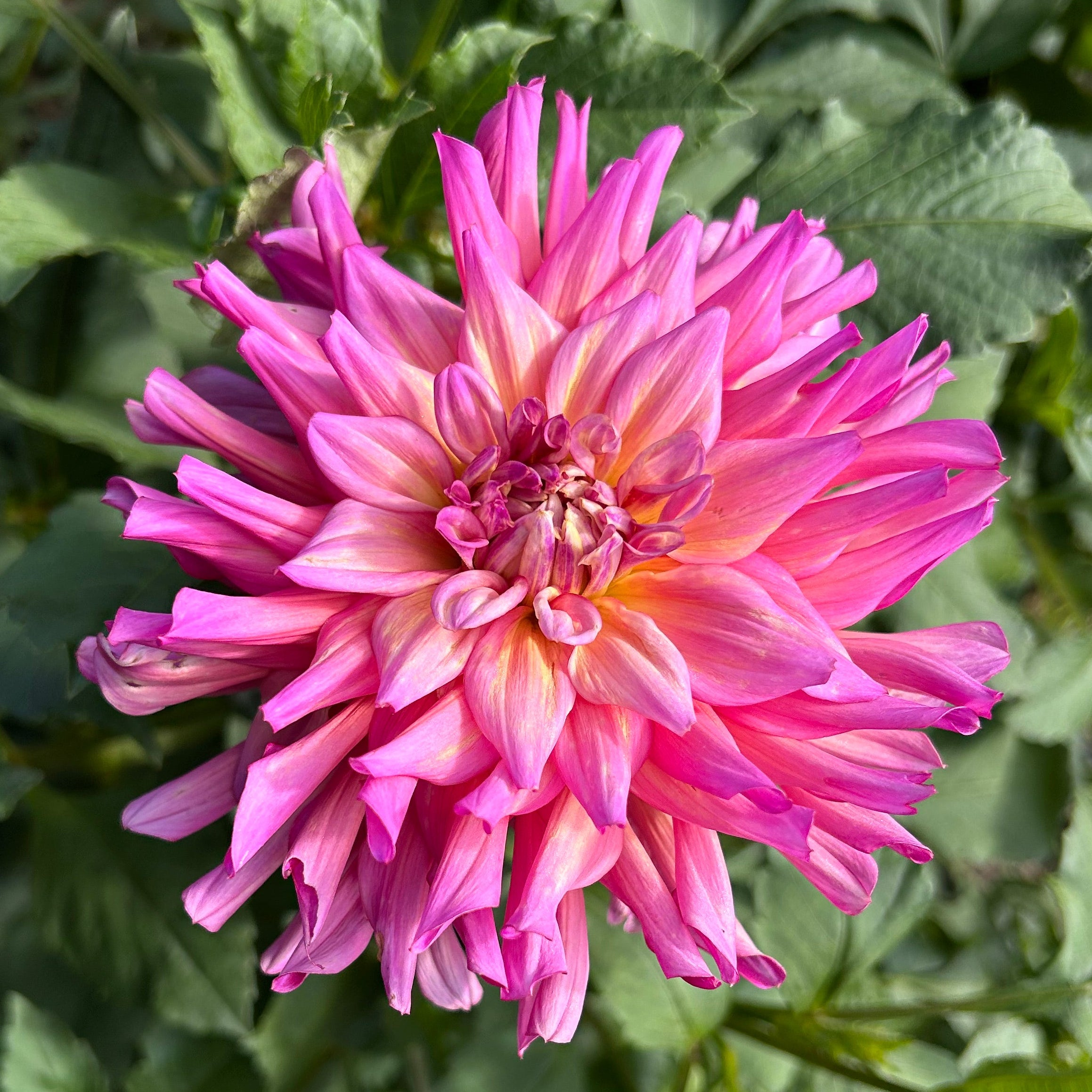 Pink dahlia flower with green leaves in a garden setting