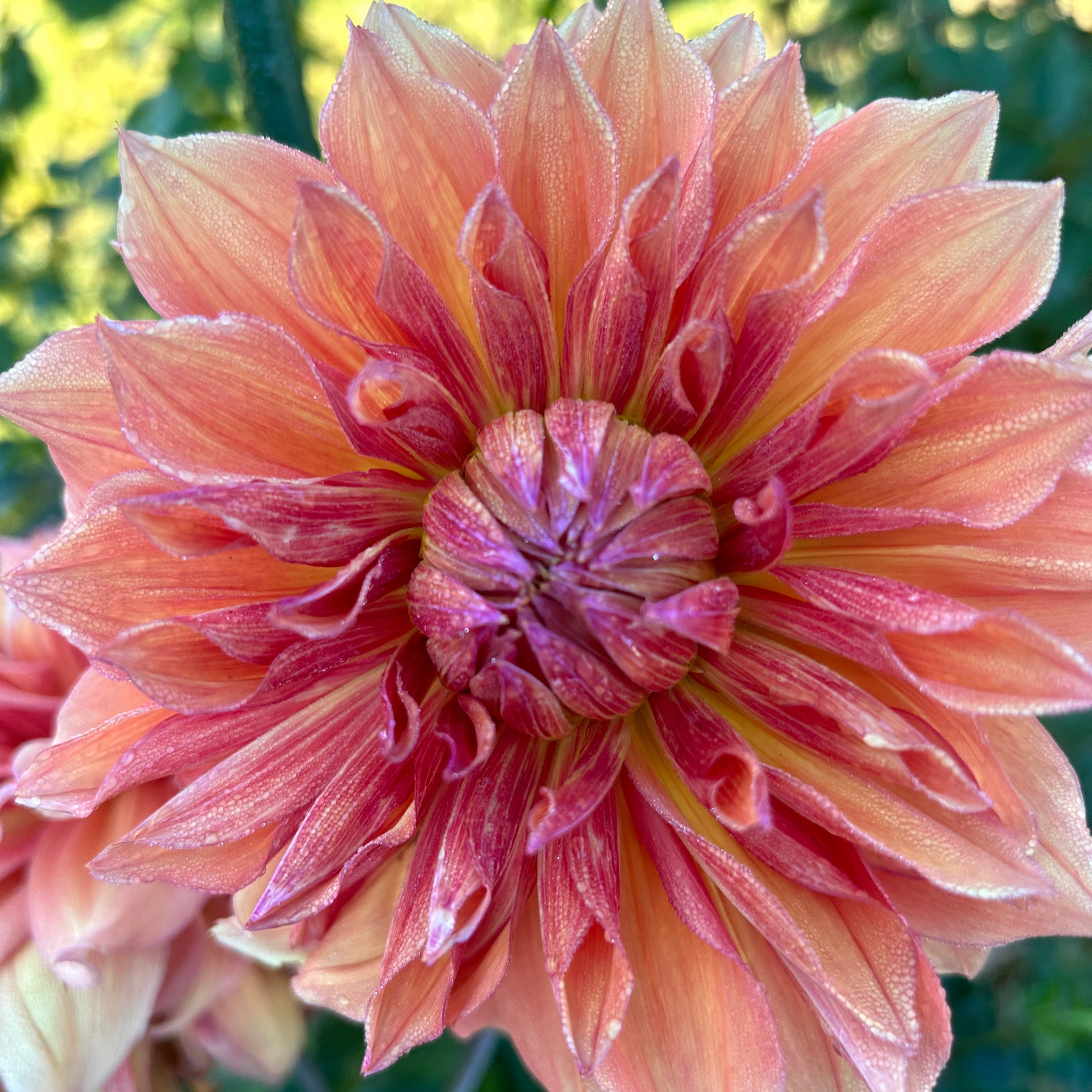 Large dinnerplate size dahlia starting to bloom in shades of cranberry and light peach 