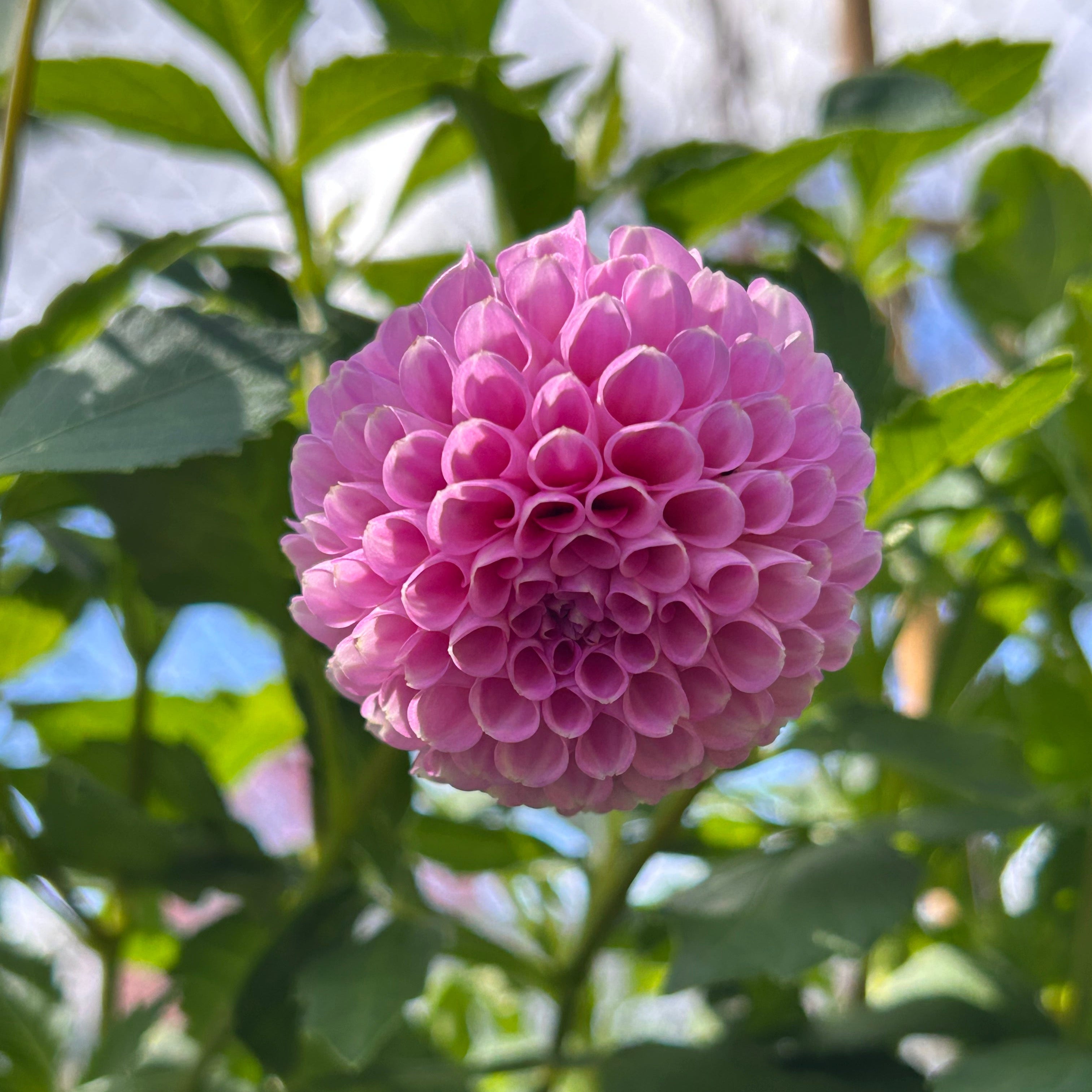 Pink dahlia flower with green leaves in the background
