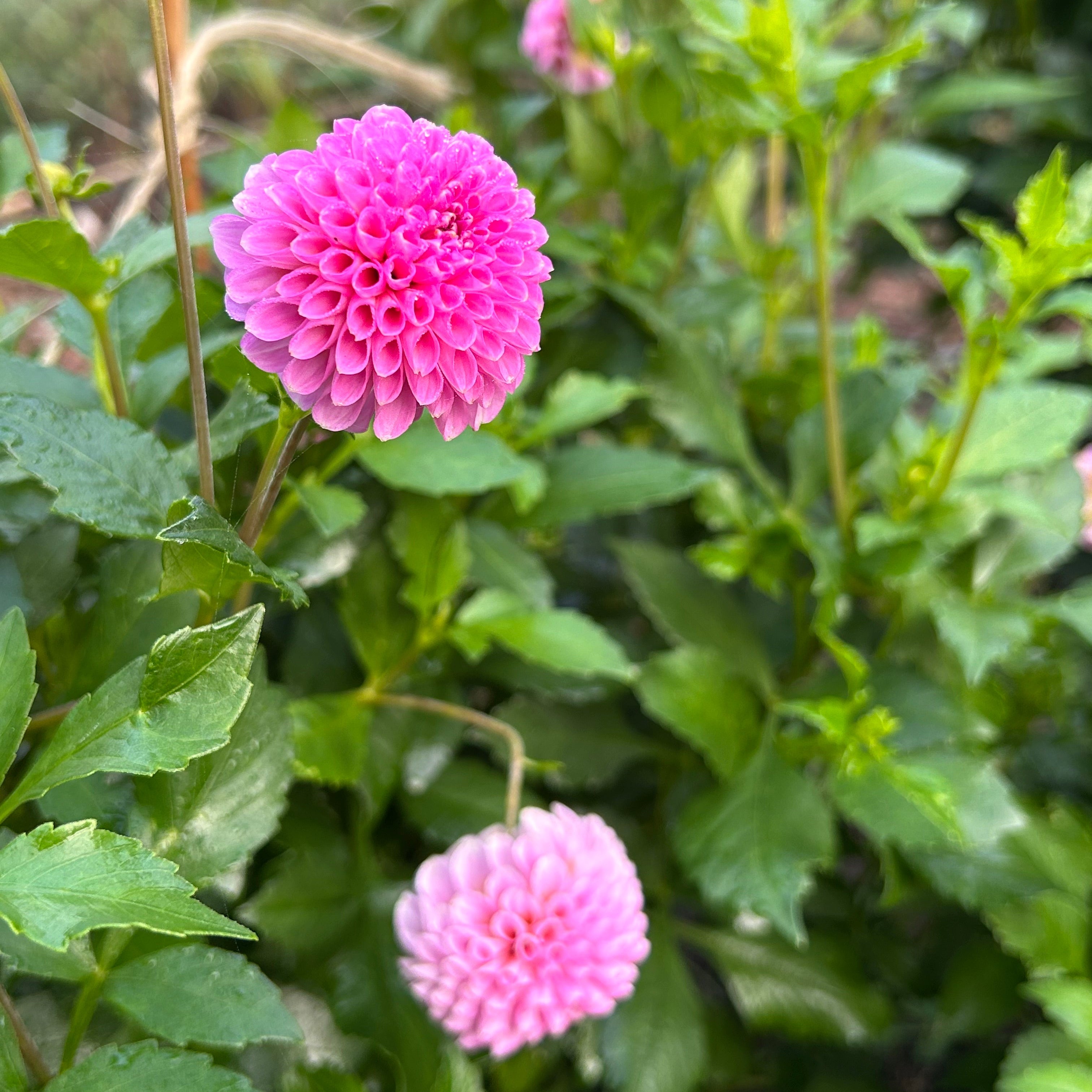 Pink dahlia flowers with green leaves in the background
