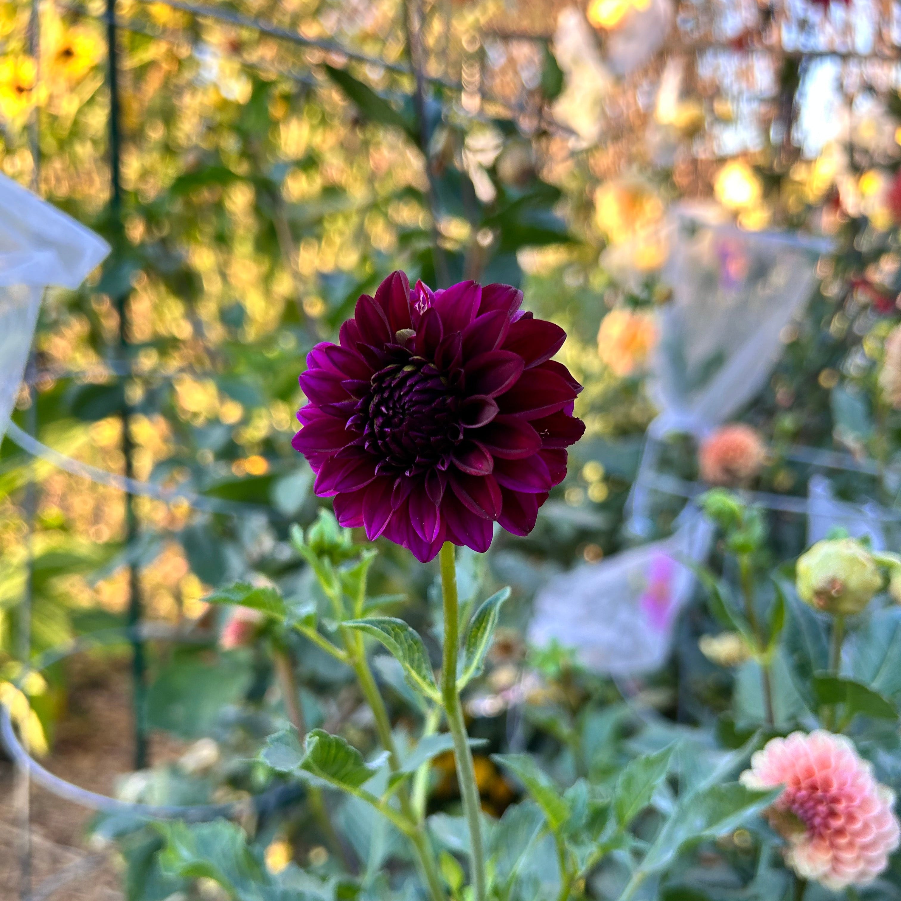 Deep red flower in bloom in a garden setting
