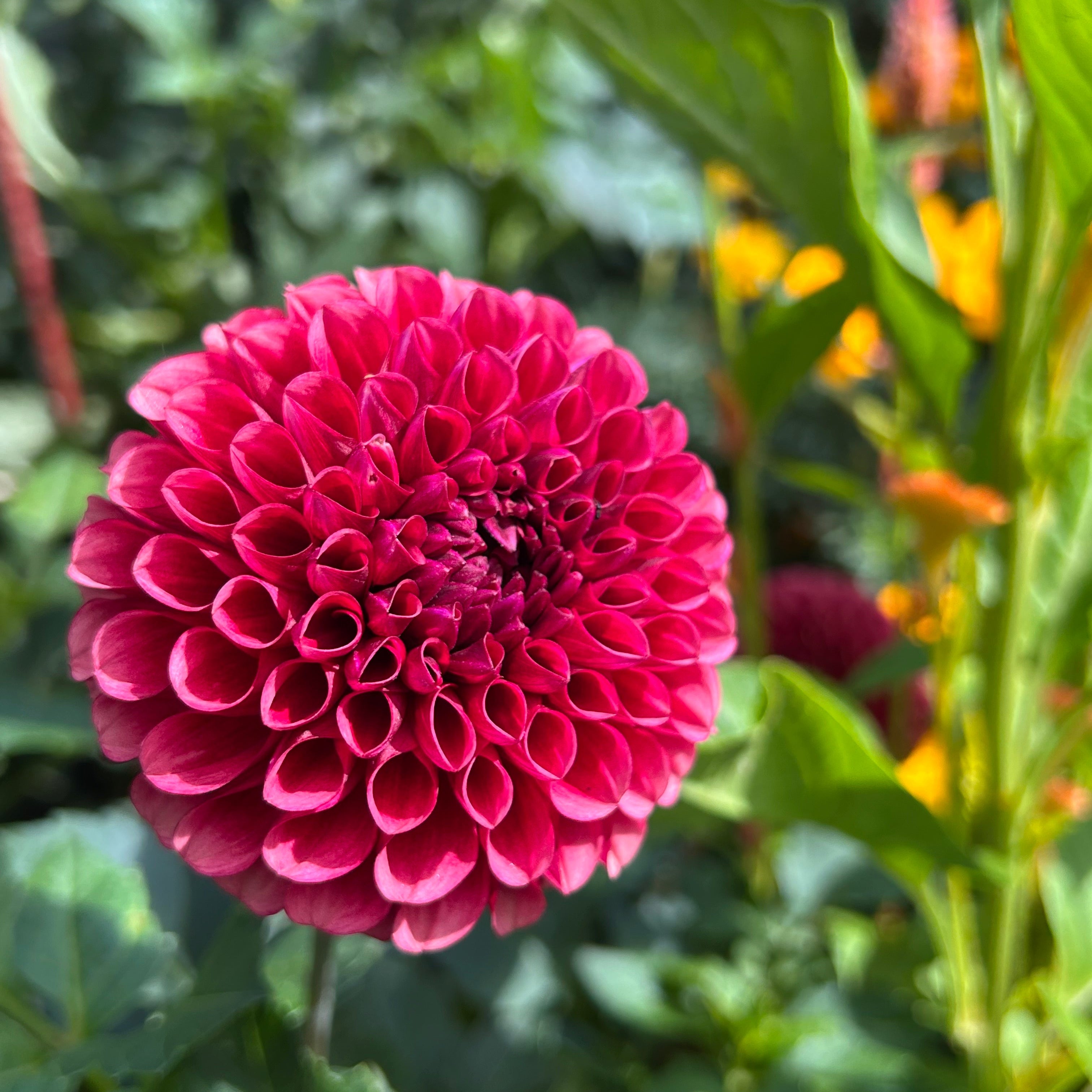 Flower blooming in cranberry red fading to pink in garden setting
