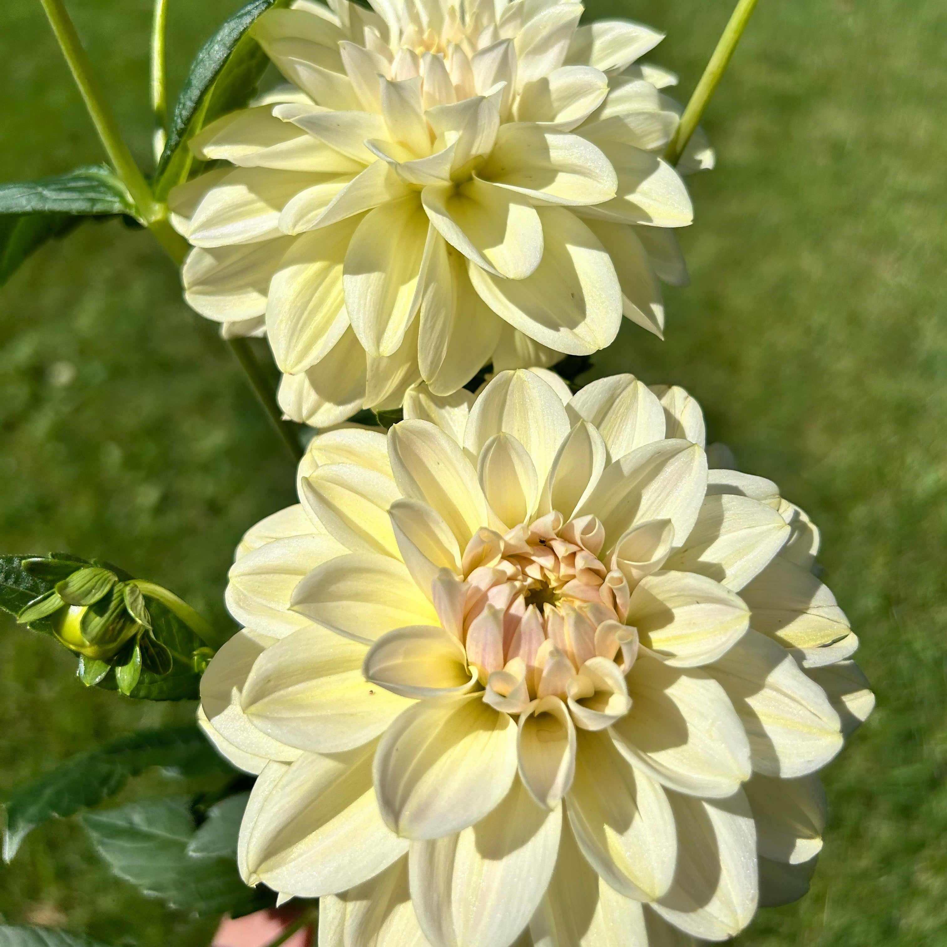 Two light yellow flowers with green leaves on a blurred green background