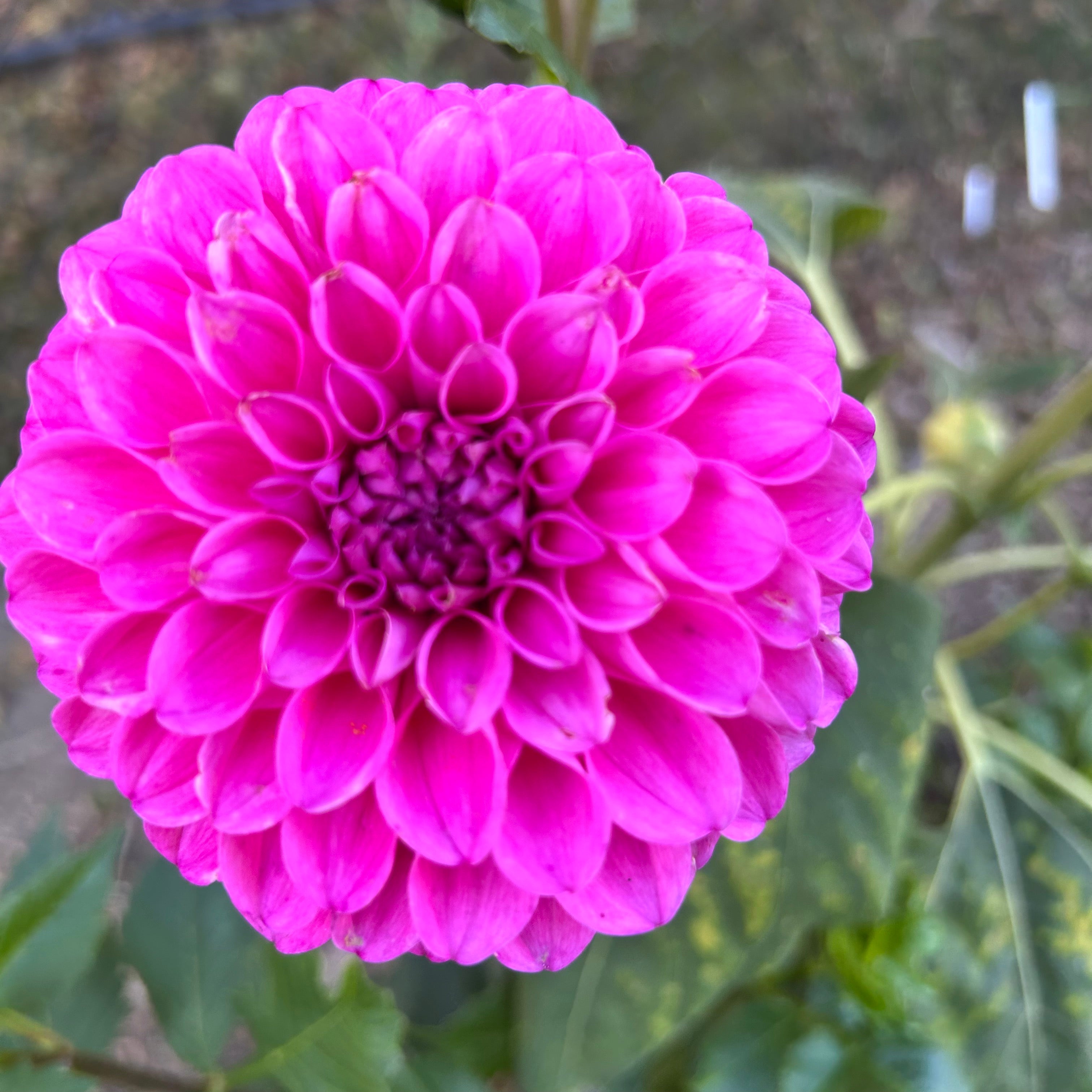 Close-up of a vibrant pink flower with green leaves in the background