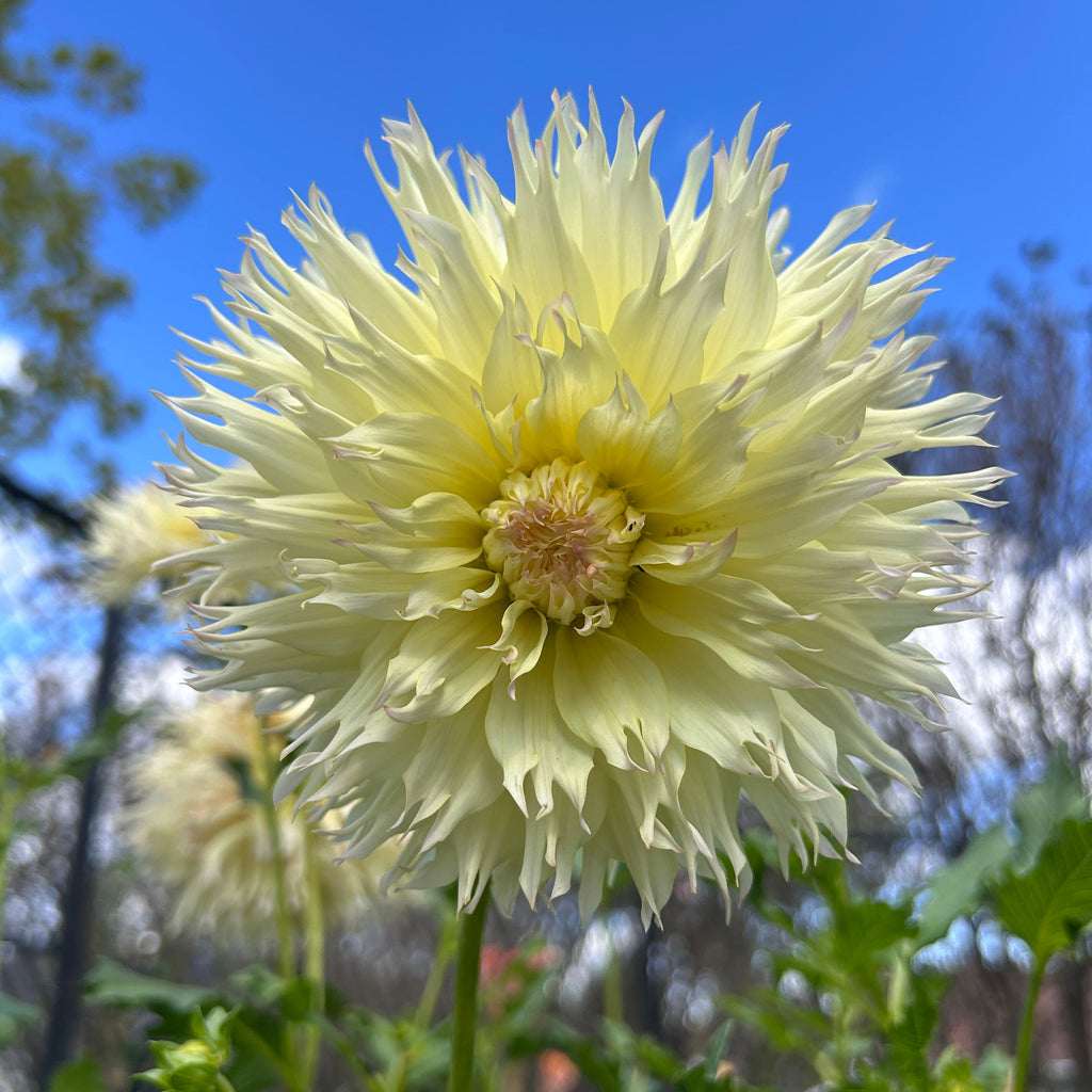 Large light yellow dahlia flower with a blurred natural background