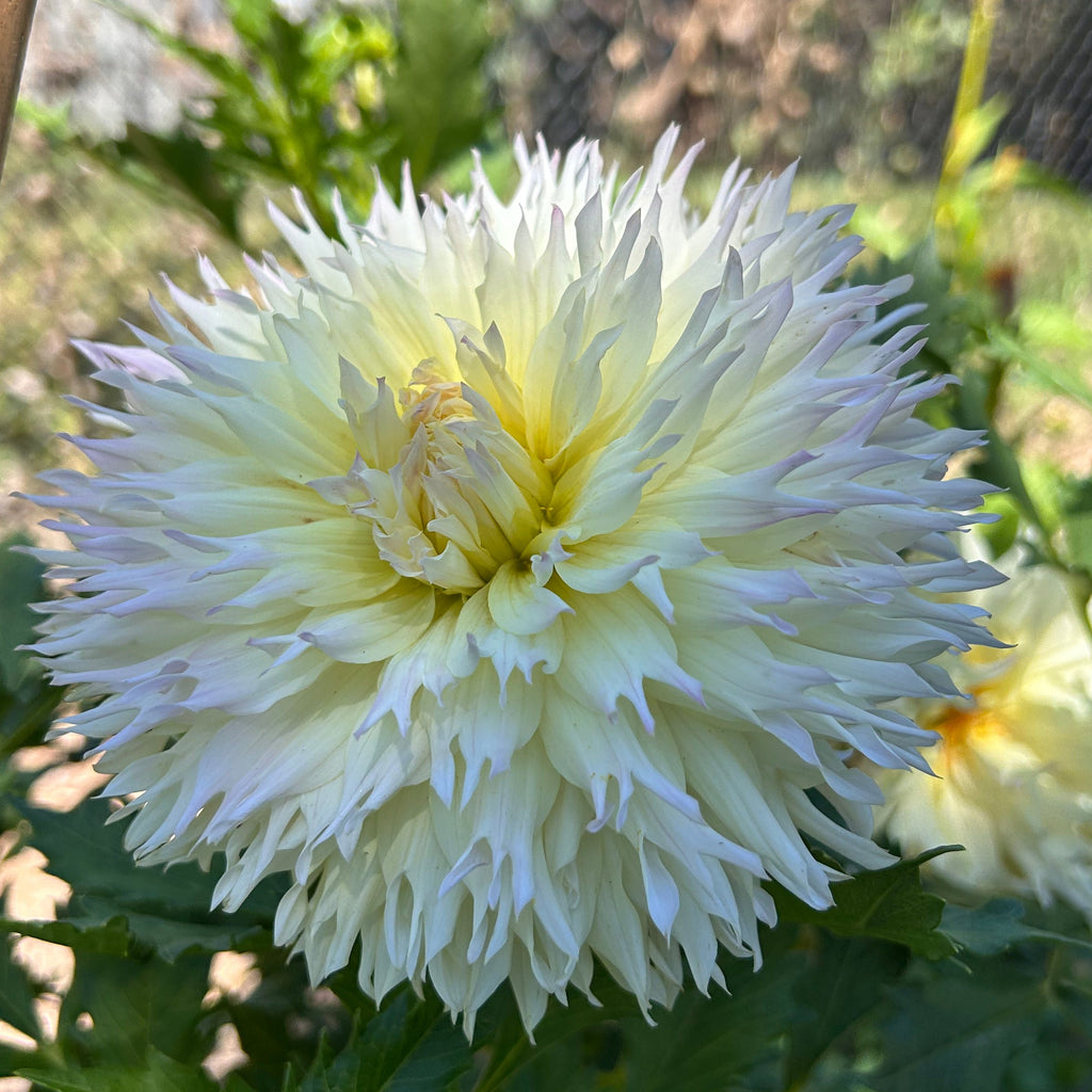 White-yellow dahlia flower with green leaves in a garden setting