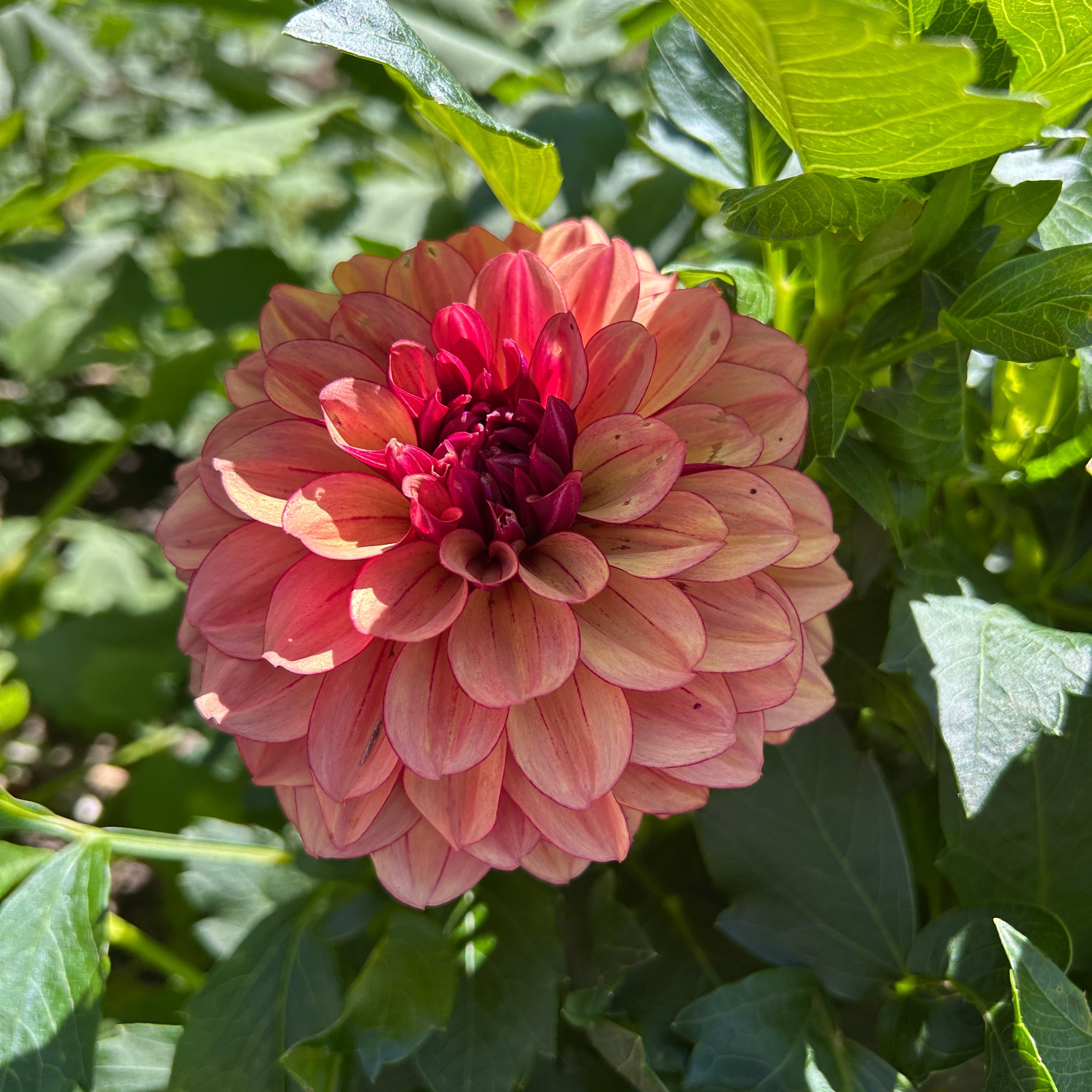 Red and orange dahlia in bloom in a garden setting