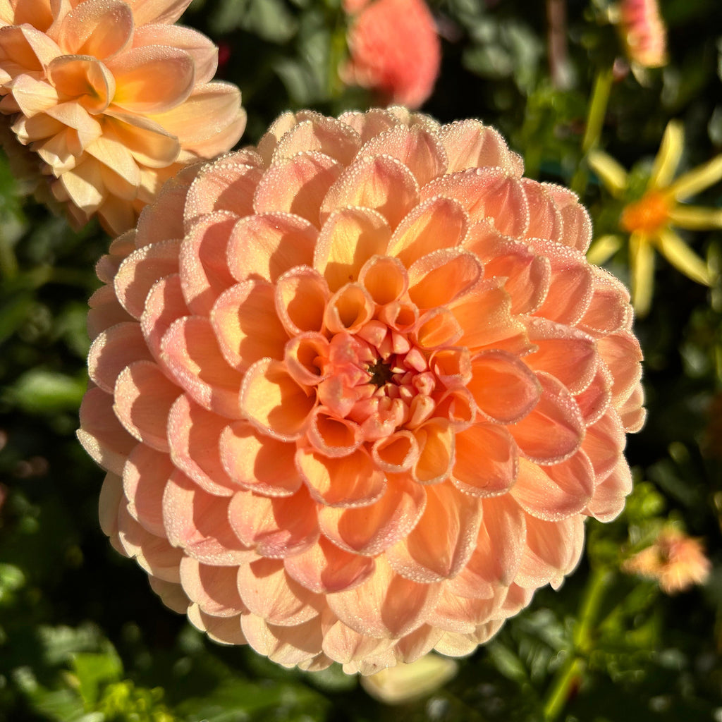 Close-up of a peach-colored flower with a blurred green background