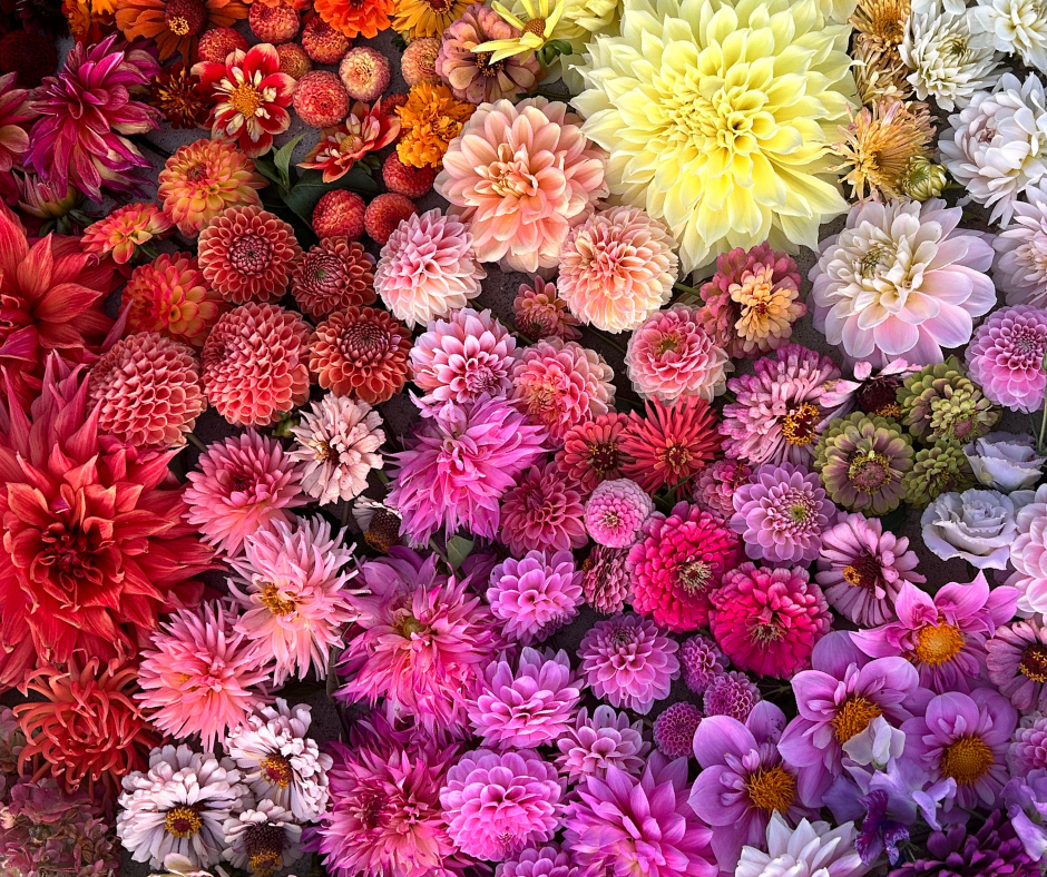 Close-up of a vibrant mix of colorful flowers including red, pink, yellow, and purple, mystery tubers can produce a beautiful dahlia.