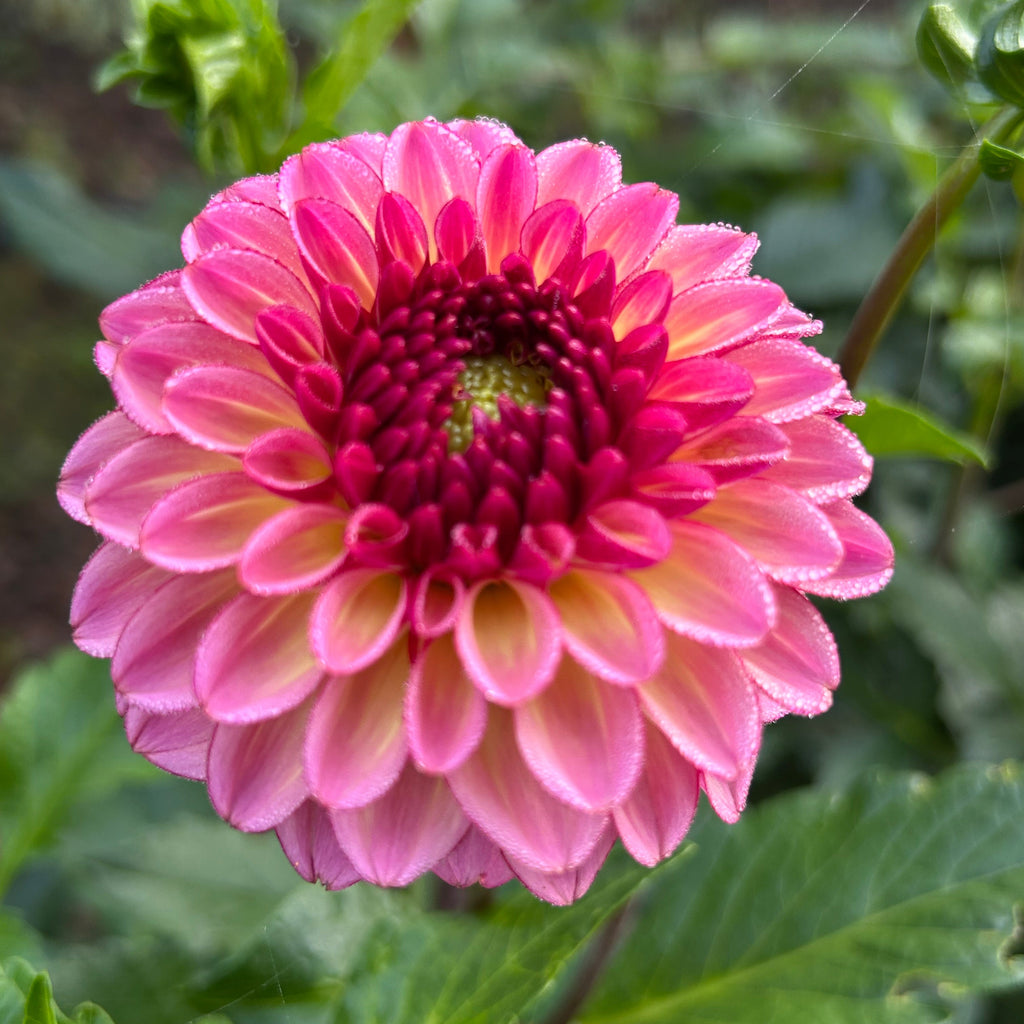 Close-up of a pink dahlia flower with green leaves in the background