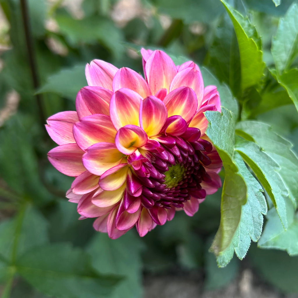 Pink and purple flower with green leaves on a natural background