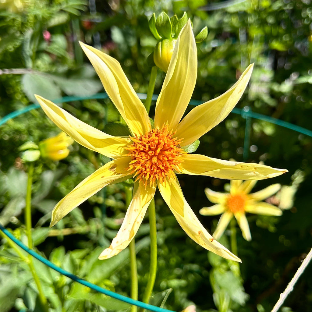 Yellow flower with an yellow-orange center in a garden setting