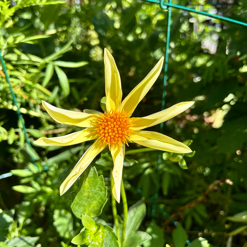 Yellow dahlia flower with a green background