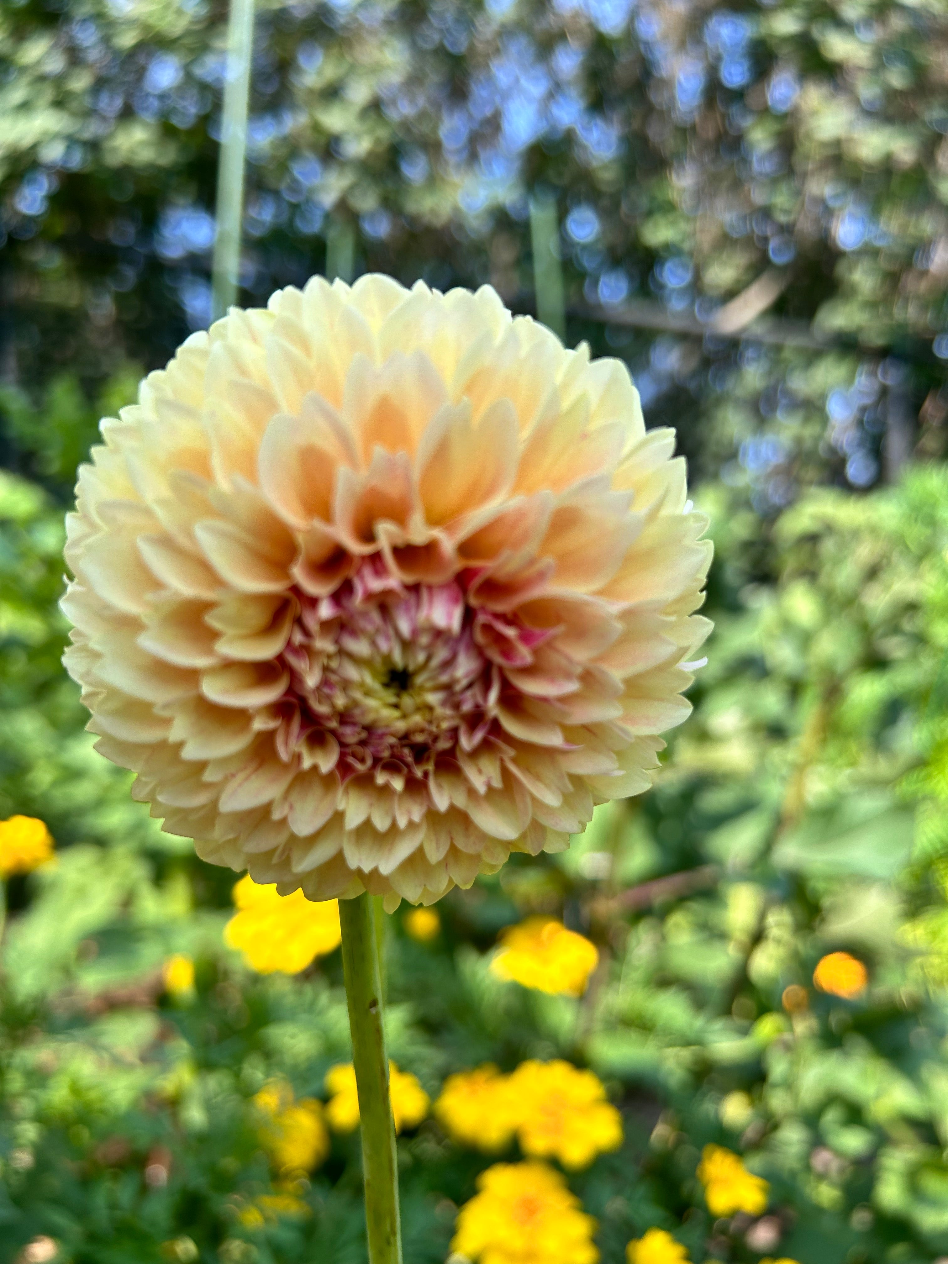 Close-up of a dahlia in creamy yellow bloom and red center with blurred green and yellow background