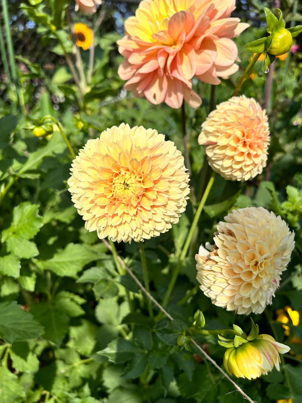 Close-up of yellow-peach-colored dahlias with green leaves in the background
