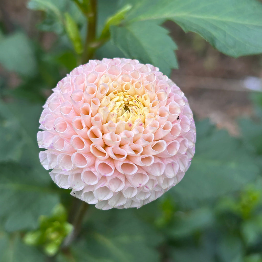 Close-up of a pink flower with a blurred green background
