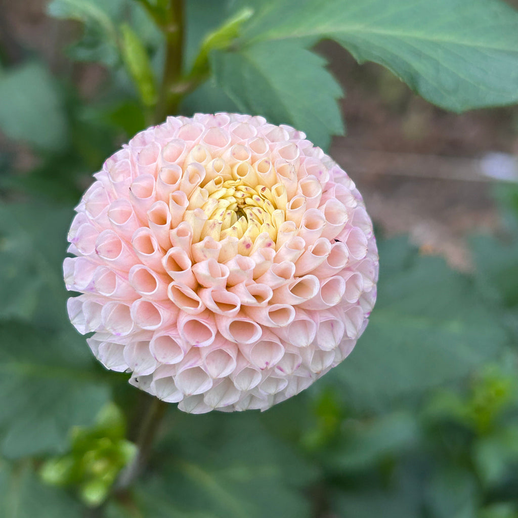 Close-up of a pink flower with green leaves in the background
