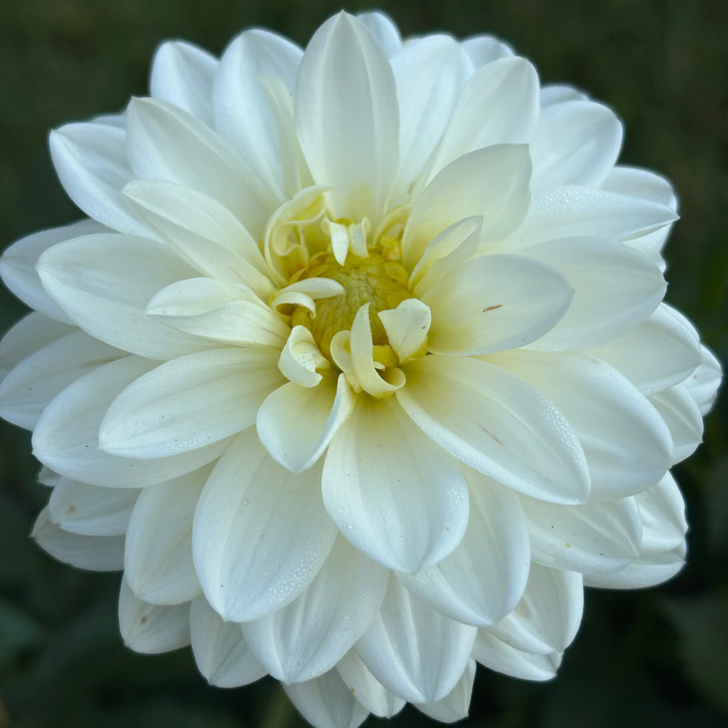 White flower with a blurred green background