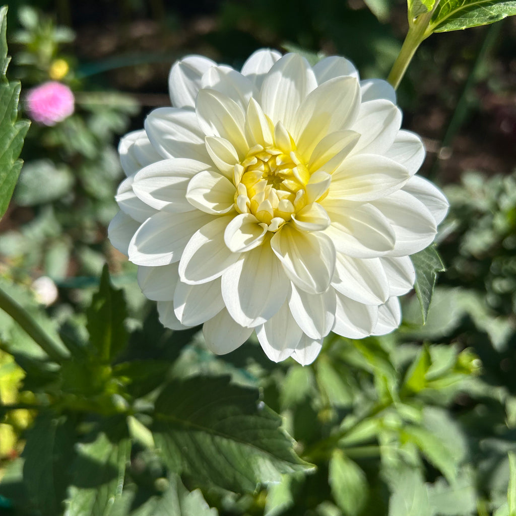 White dahlia flower with green leaves in a garden setting