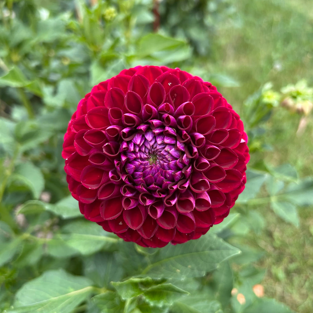 Close-up of a red dahlia flower with green leaves in the background