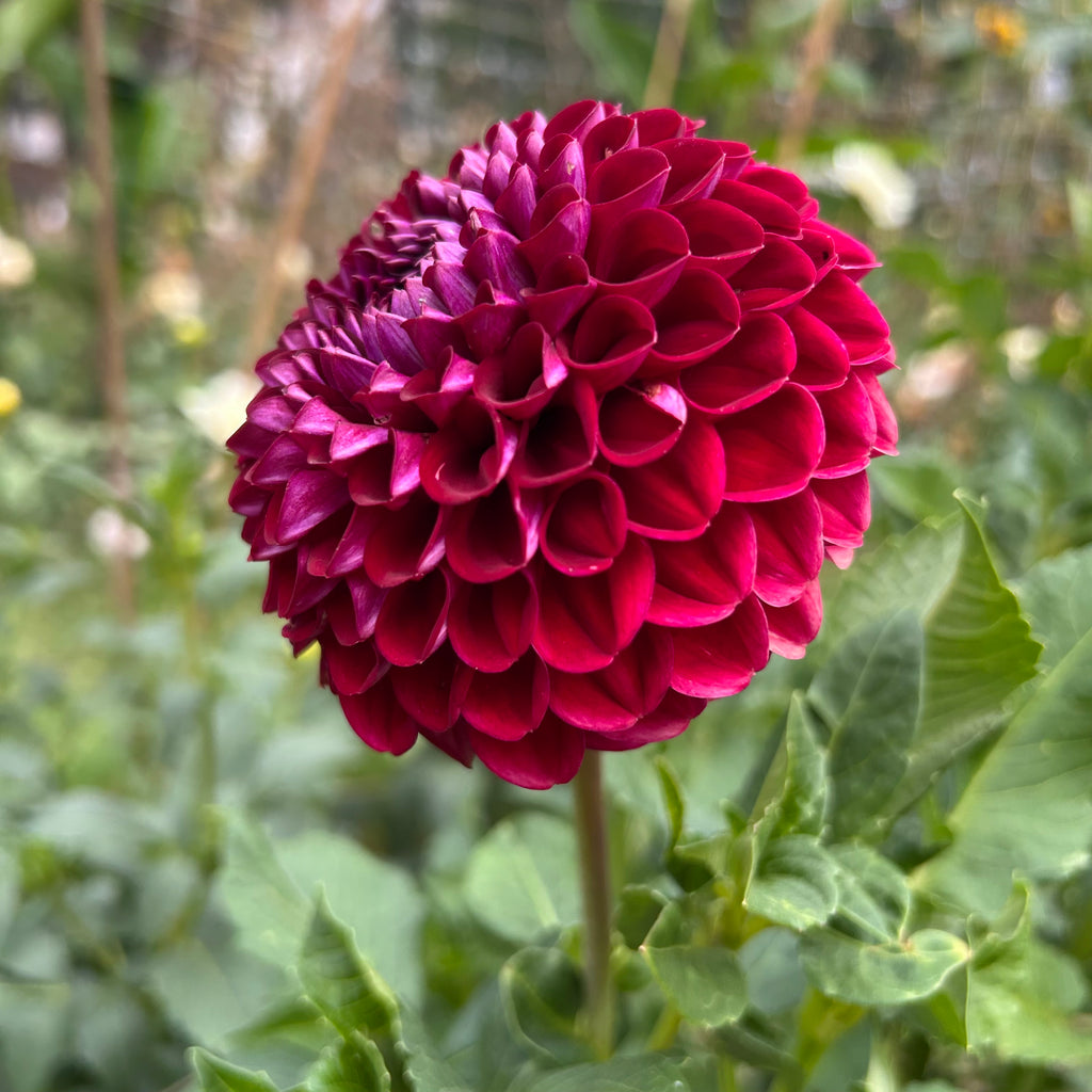 Close-up side view of a deep red dahlia flower with green leaves in the background