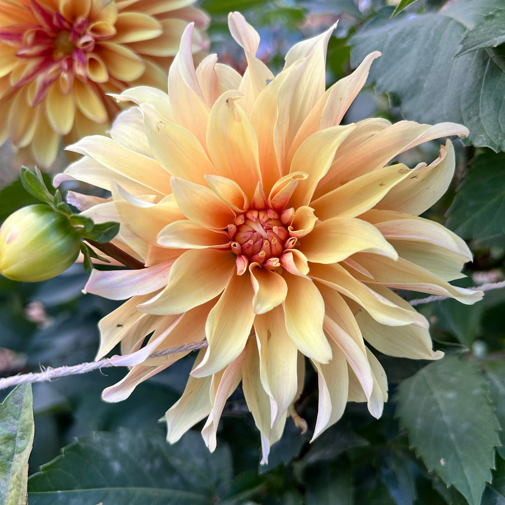 Large yellow flower with green leaves in the background