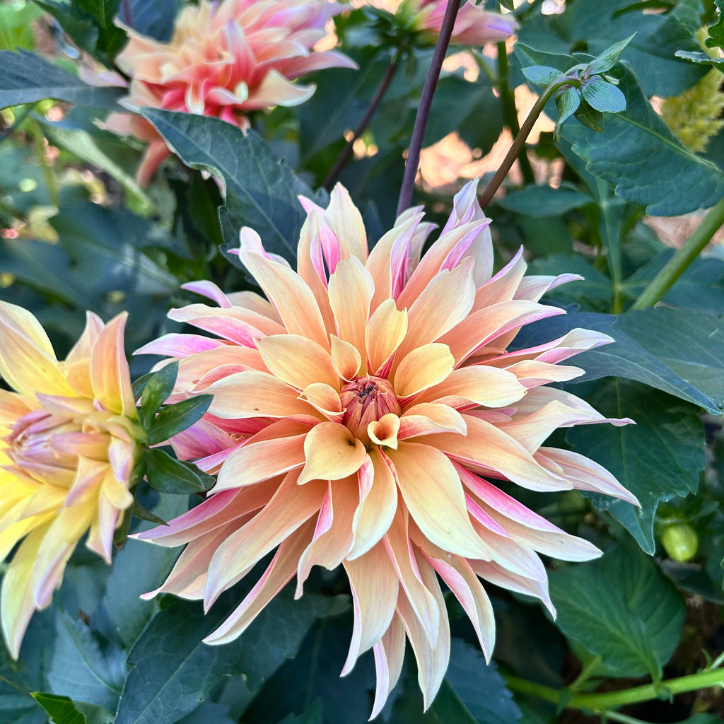 Large peach-colored flower with green leaves in the background