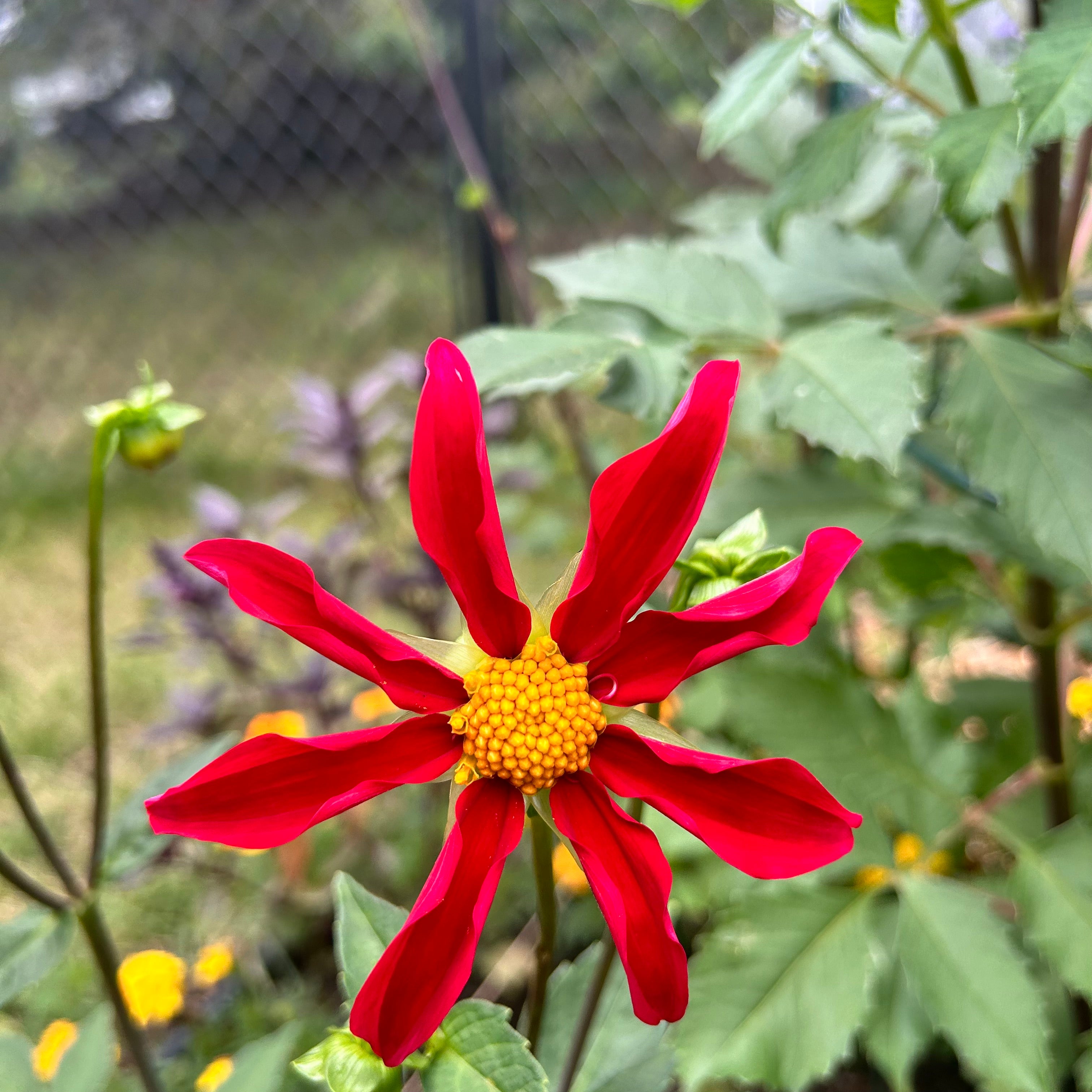 Red flower with yellow center in a garden setting