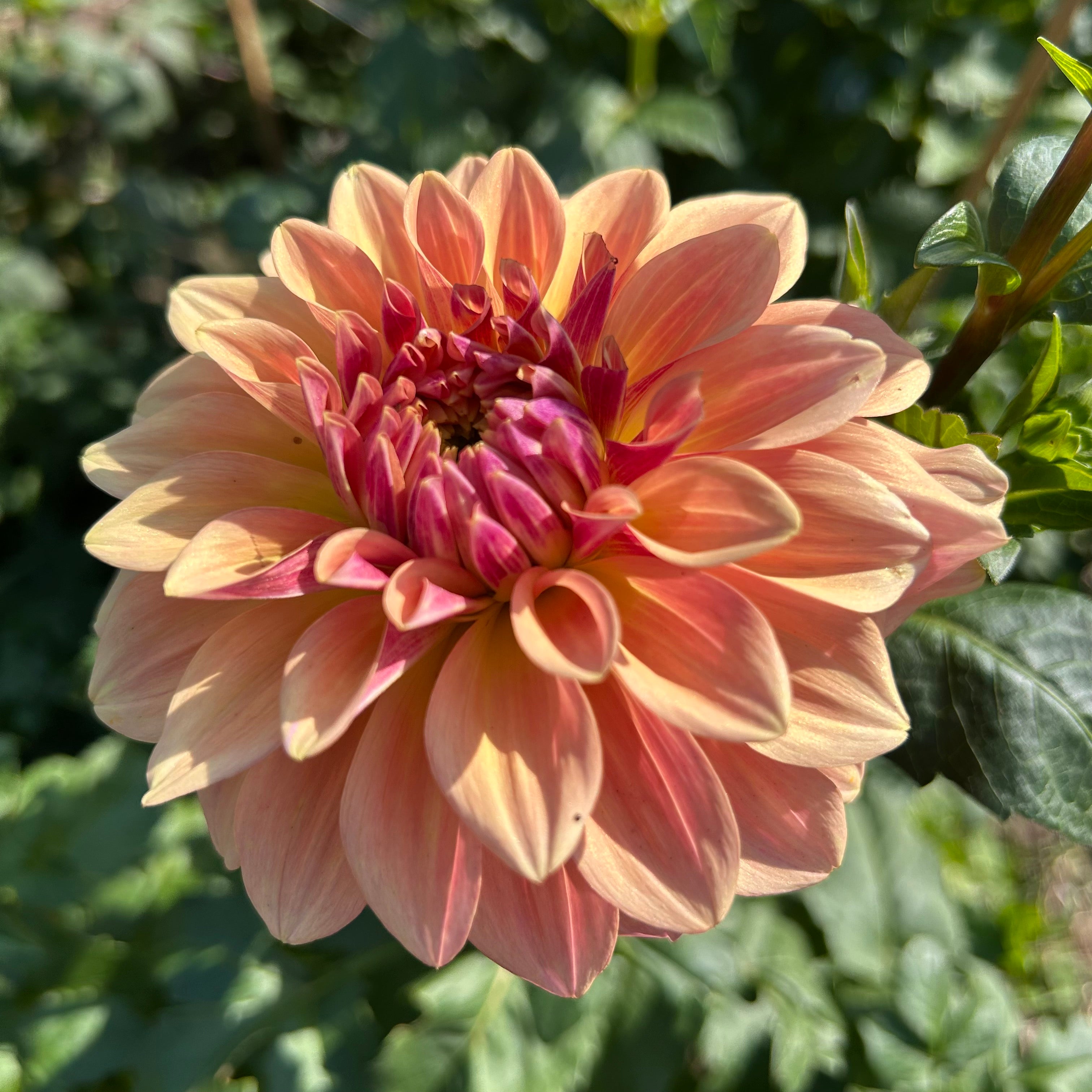 Pink and orange dahlia flower with green leaves in the background