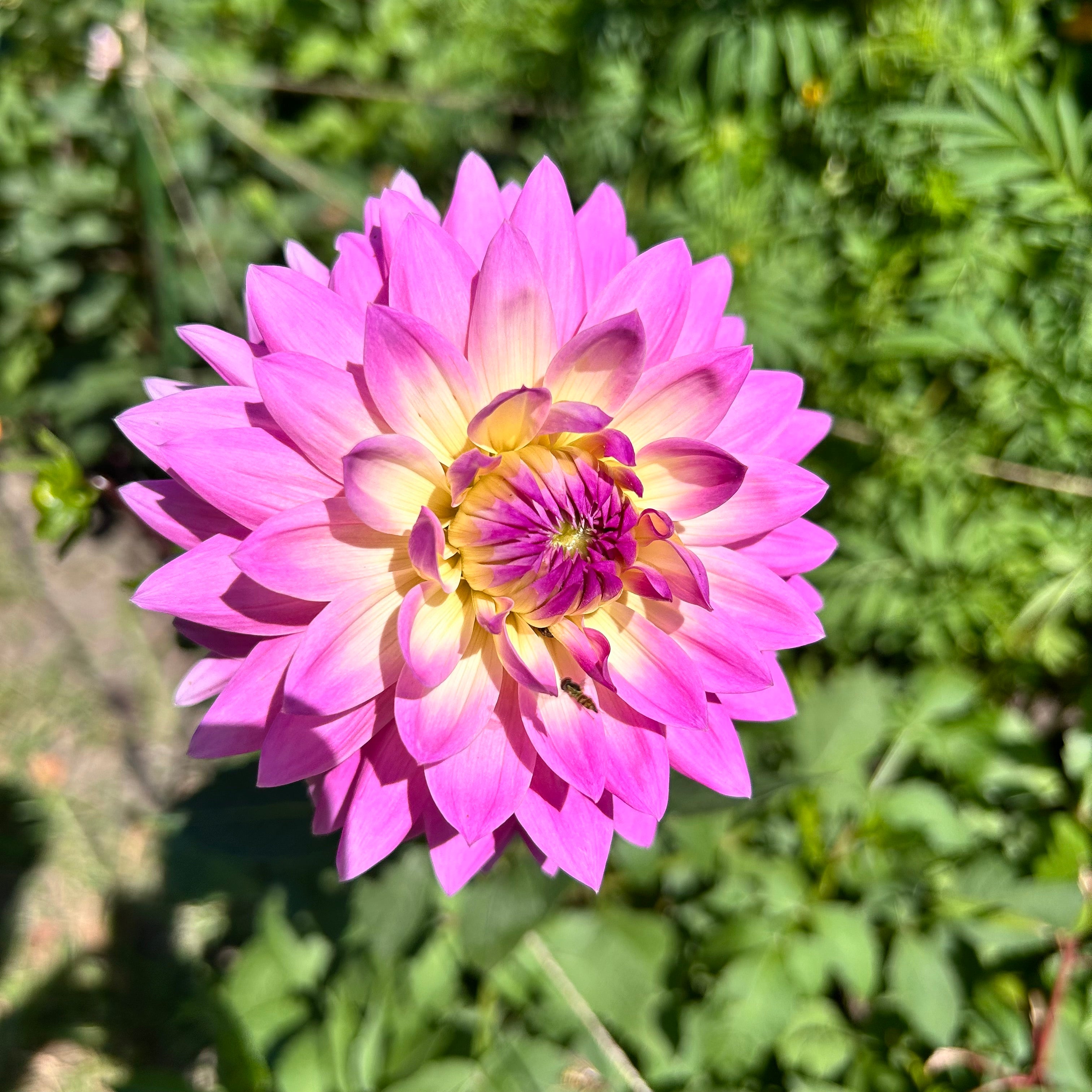 Close-up of a pink flower with a green blurred background