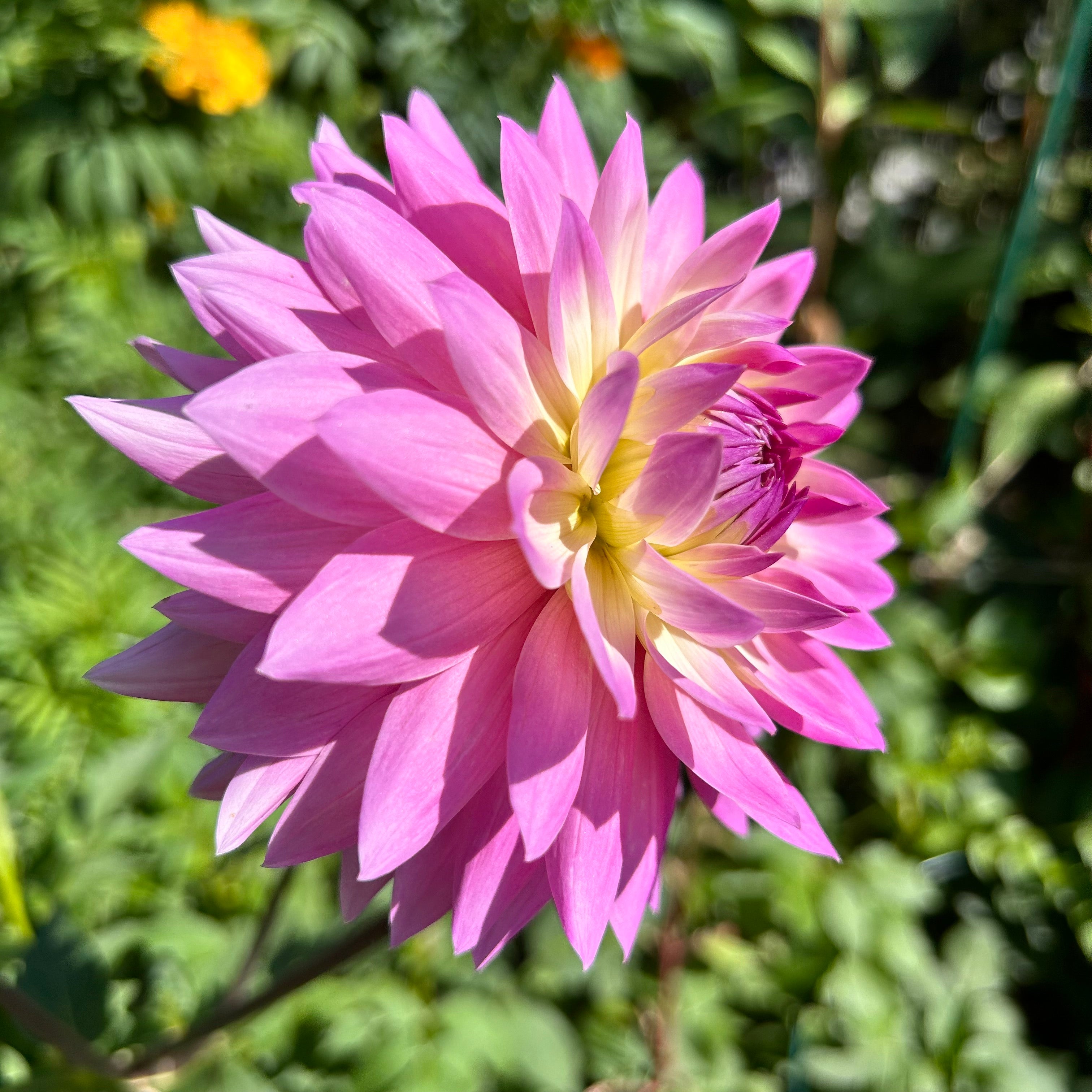 Close-up side view of a pink flower with a blurred green background