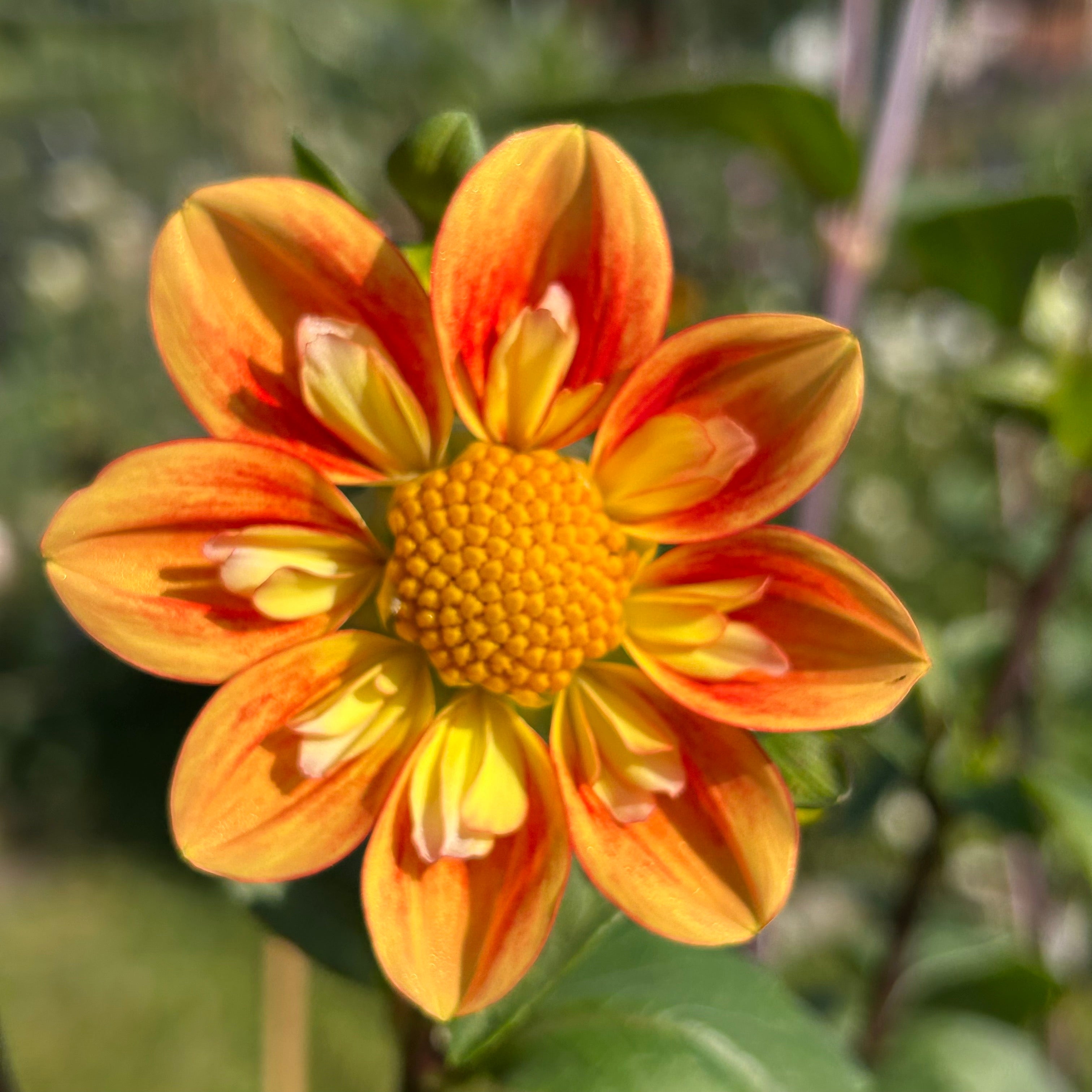 Close-up of a vibrant orange and yellow flower with a blurred green background