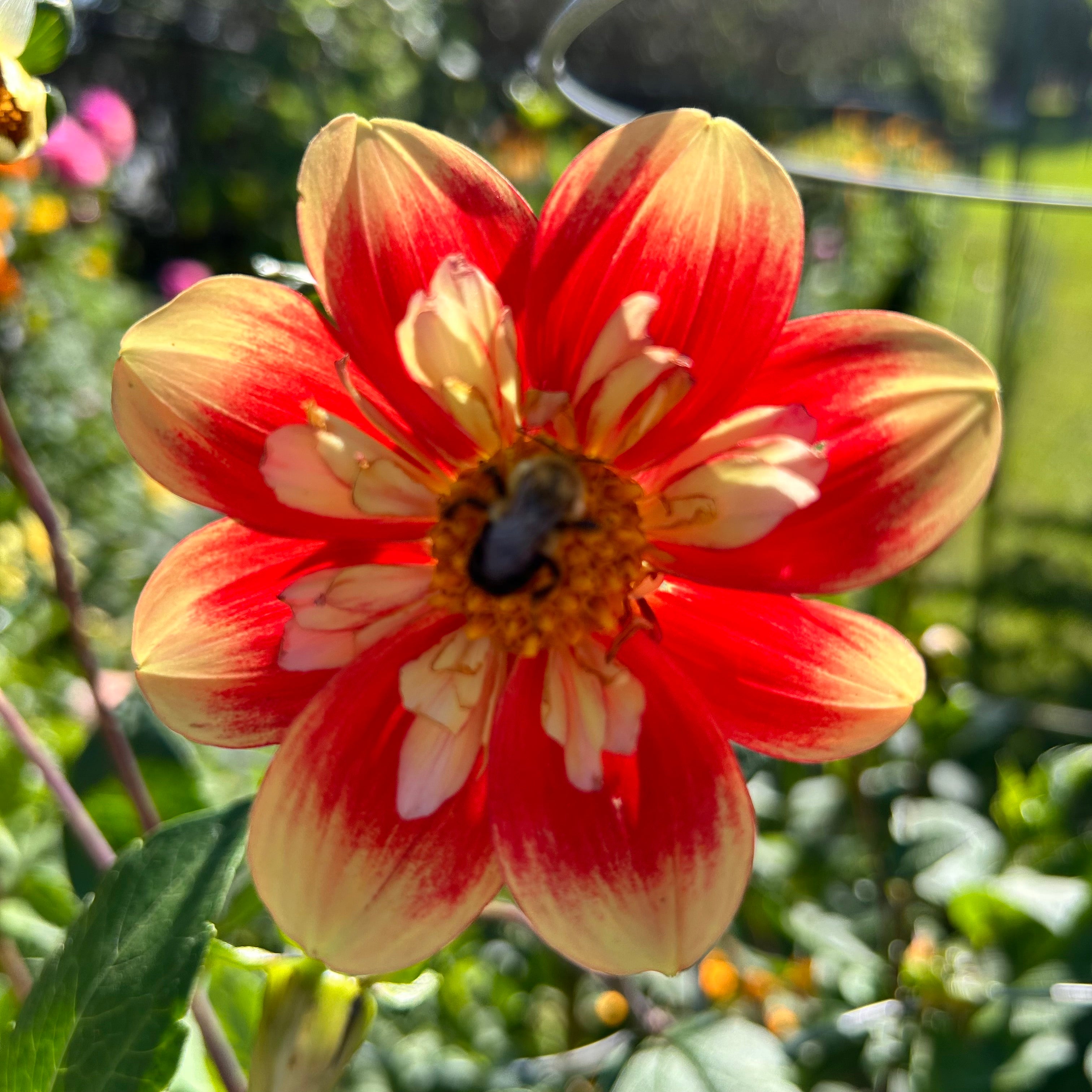 Red and yellow flower with a bee in a garden setting