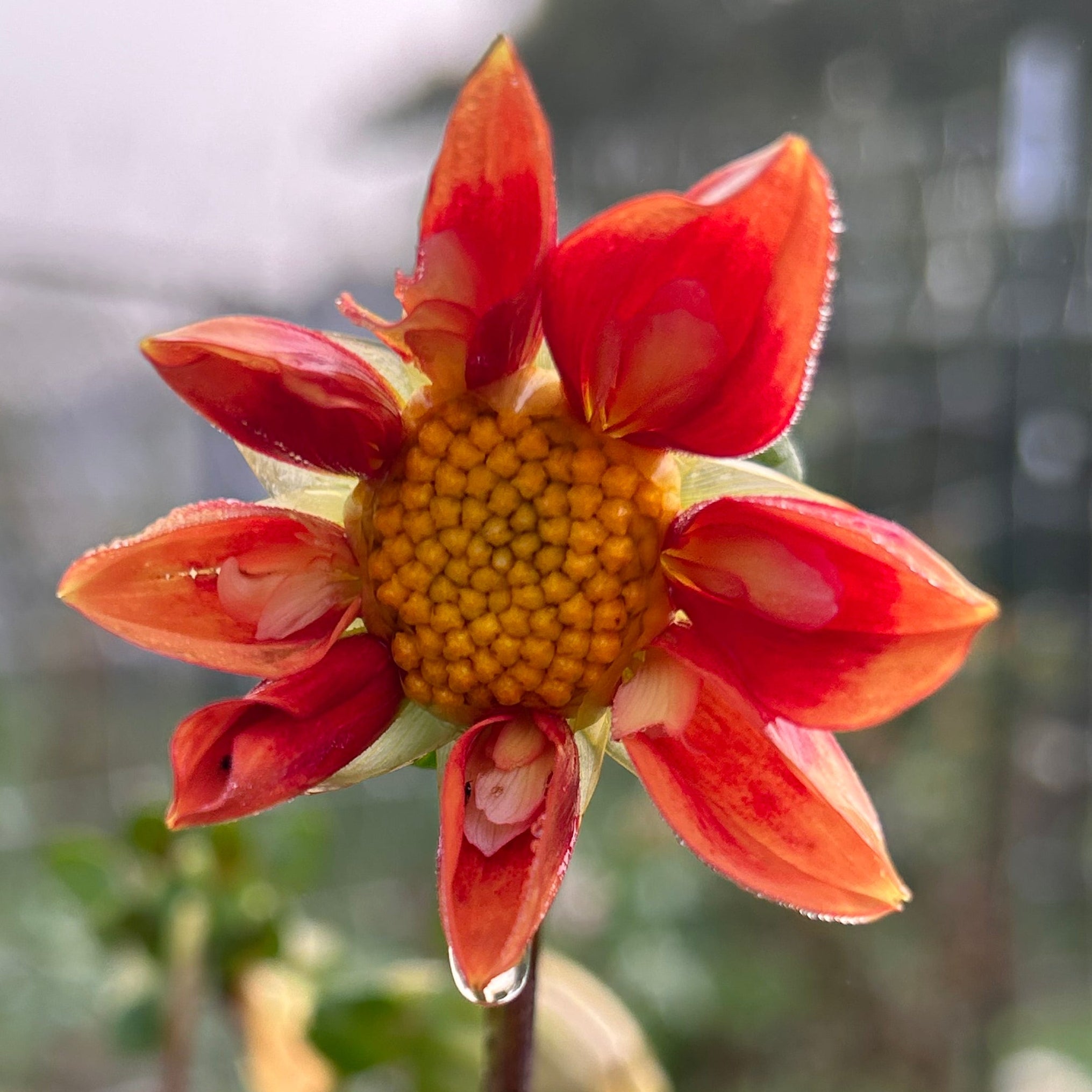 Close-up of a red flower with a blurred green background