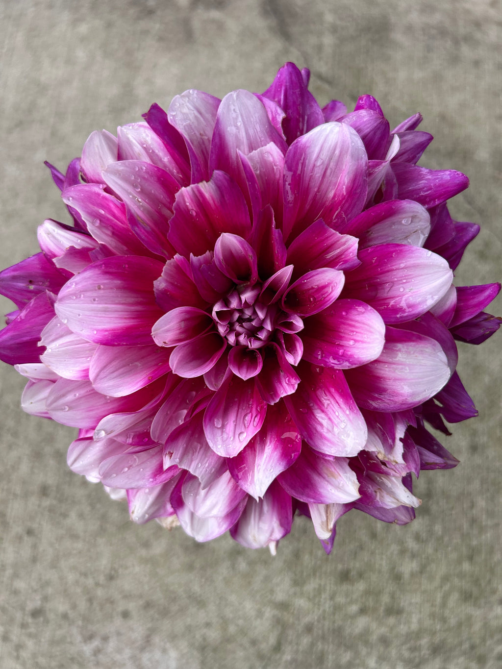 Close-up of a pink and purple dahlia flower on a textured gray background