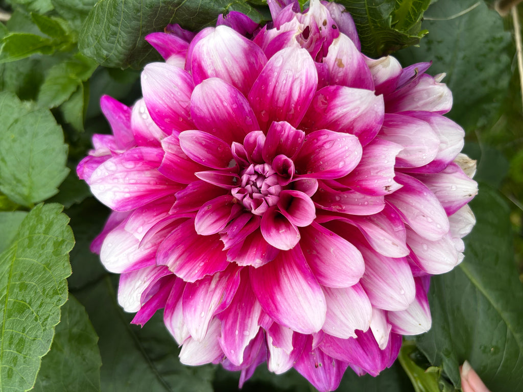 Close-up of a pink and white dahlia flower with green leaves in the background