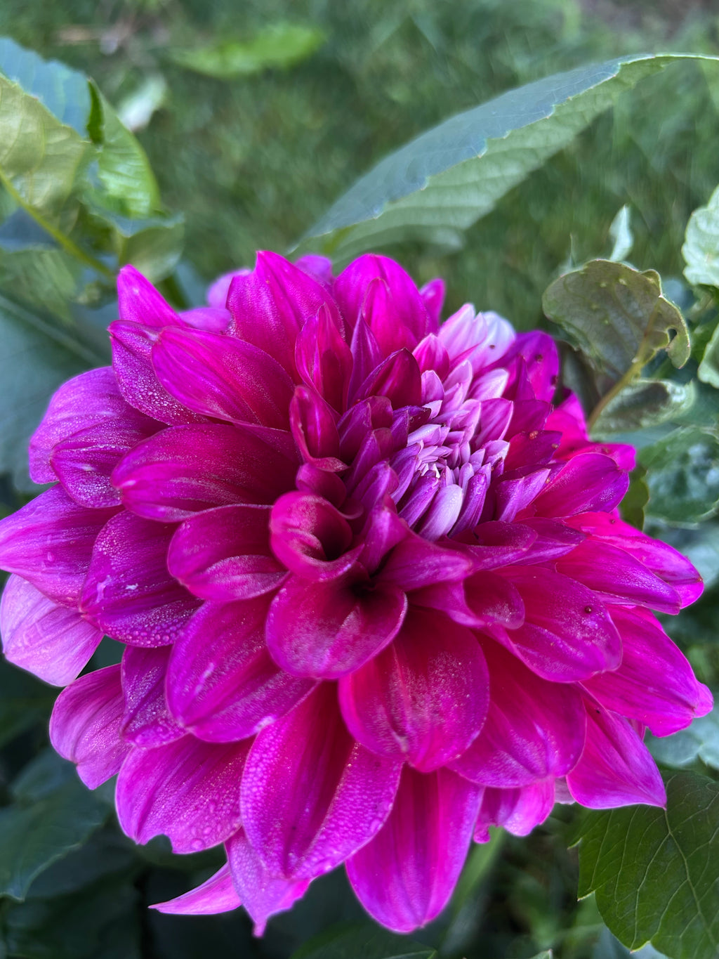 Close-up of a vibrant pink flower with green leaves in the background, early stages of "Patches" dahlia