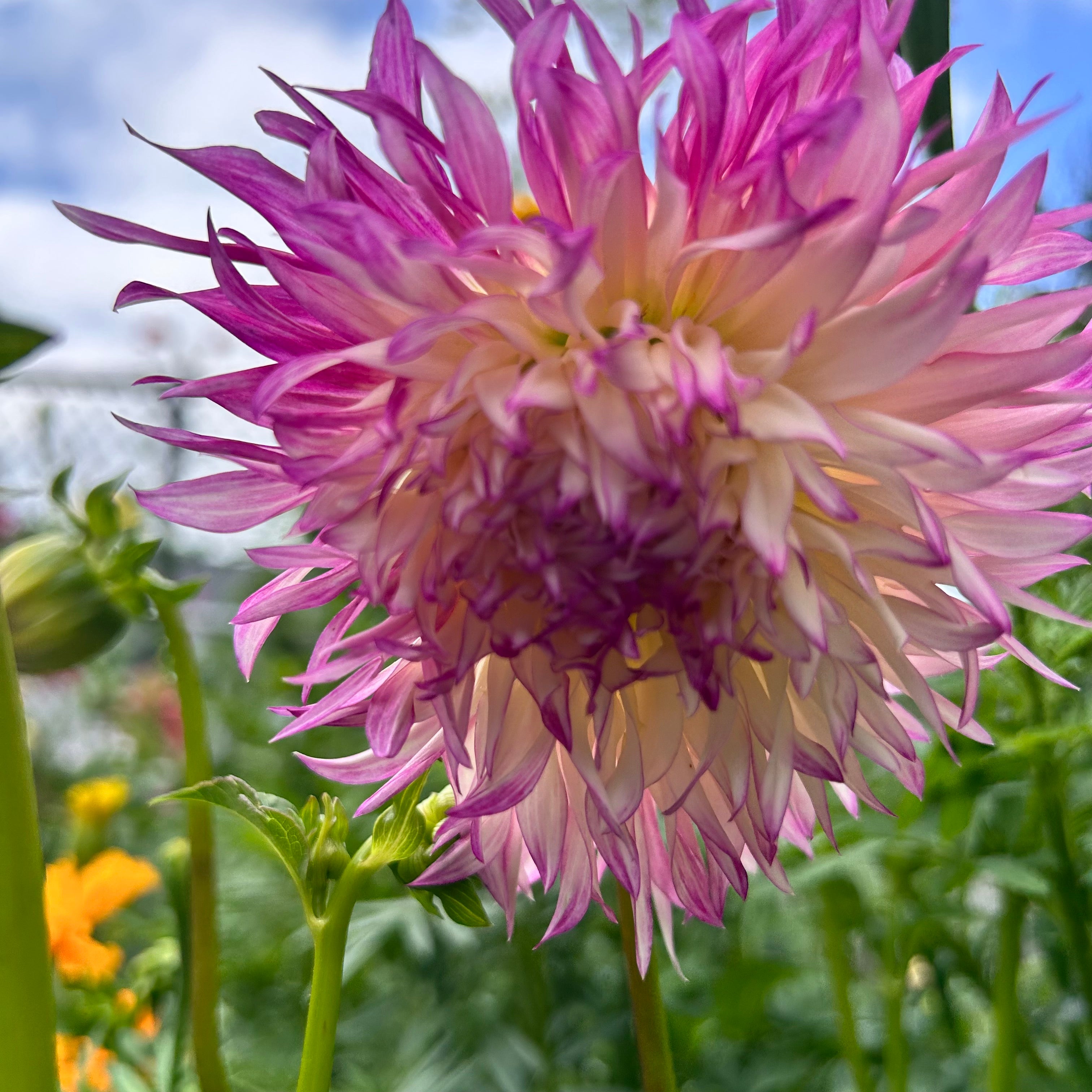 Close-up of a pink and white dahlia flower with a blurred garden background